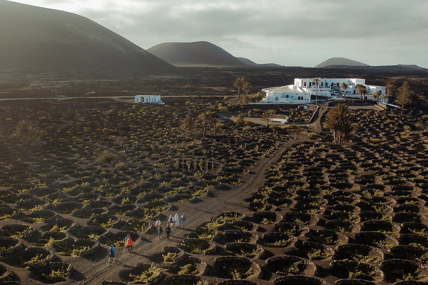 Vineyard Walk & Wine Tasting at Testeina Volcano