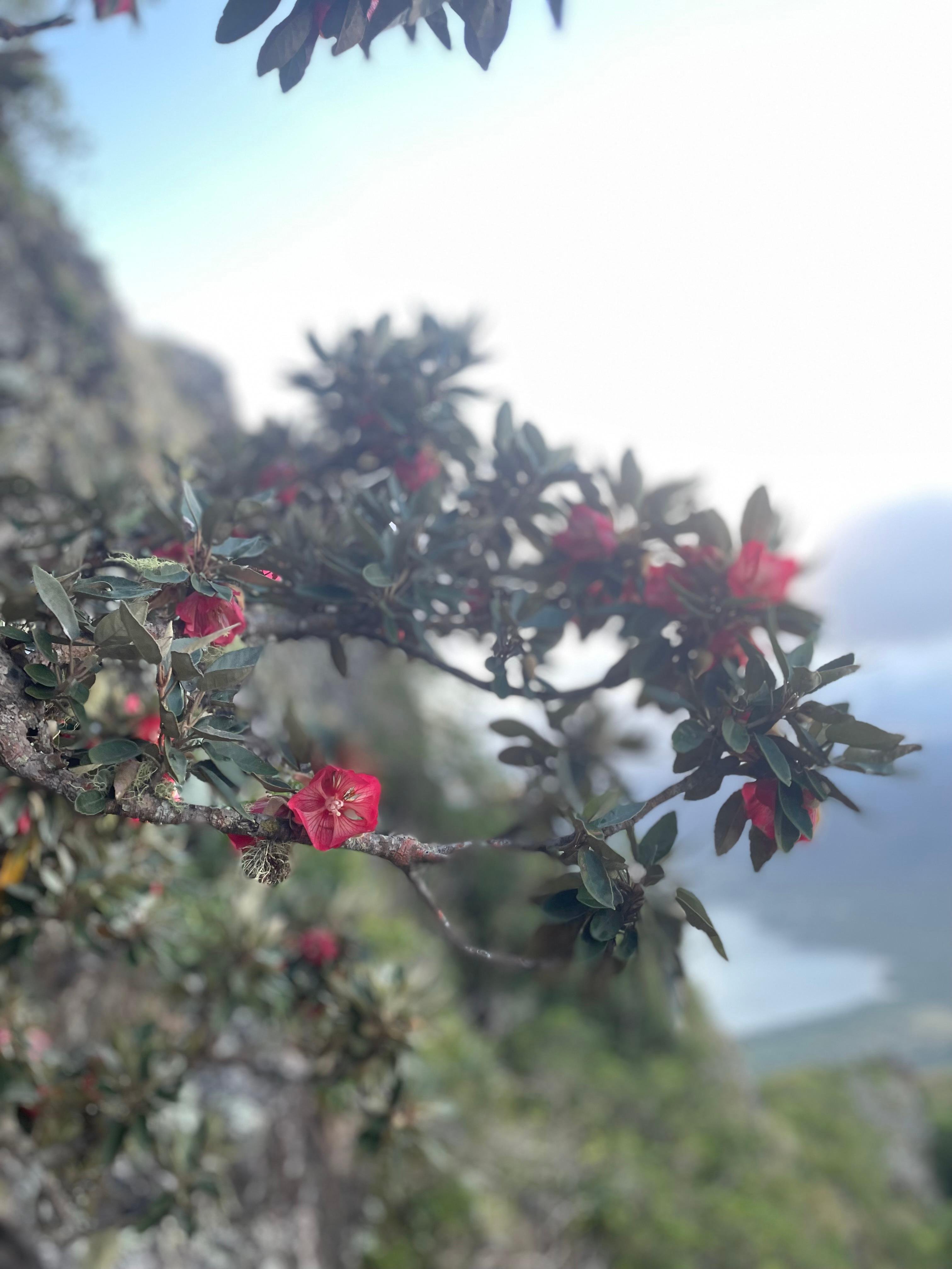 Le Morne Brabant: Private Guided Summit Hike