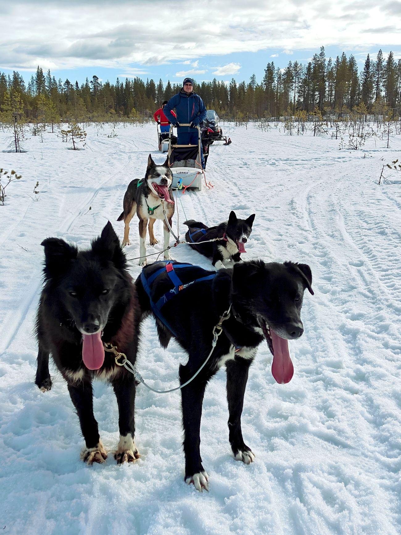 Rovaniemi Husky Safari with Transfers & Fireside BBQ