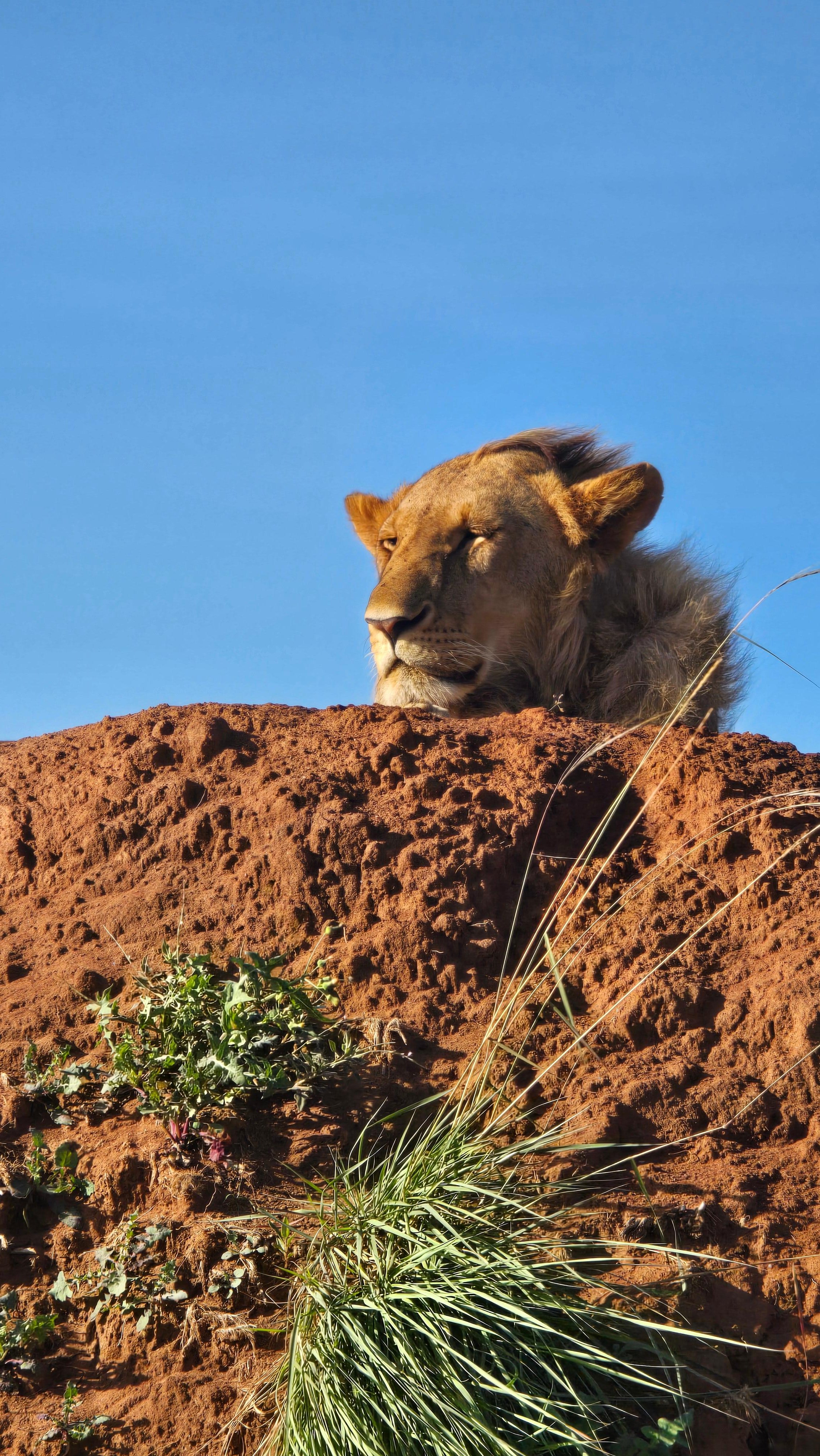 3-Day Maasai Mara Safari by 4WD Landcruiser from Nairobi