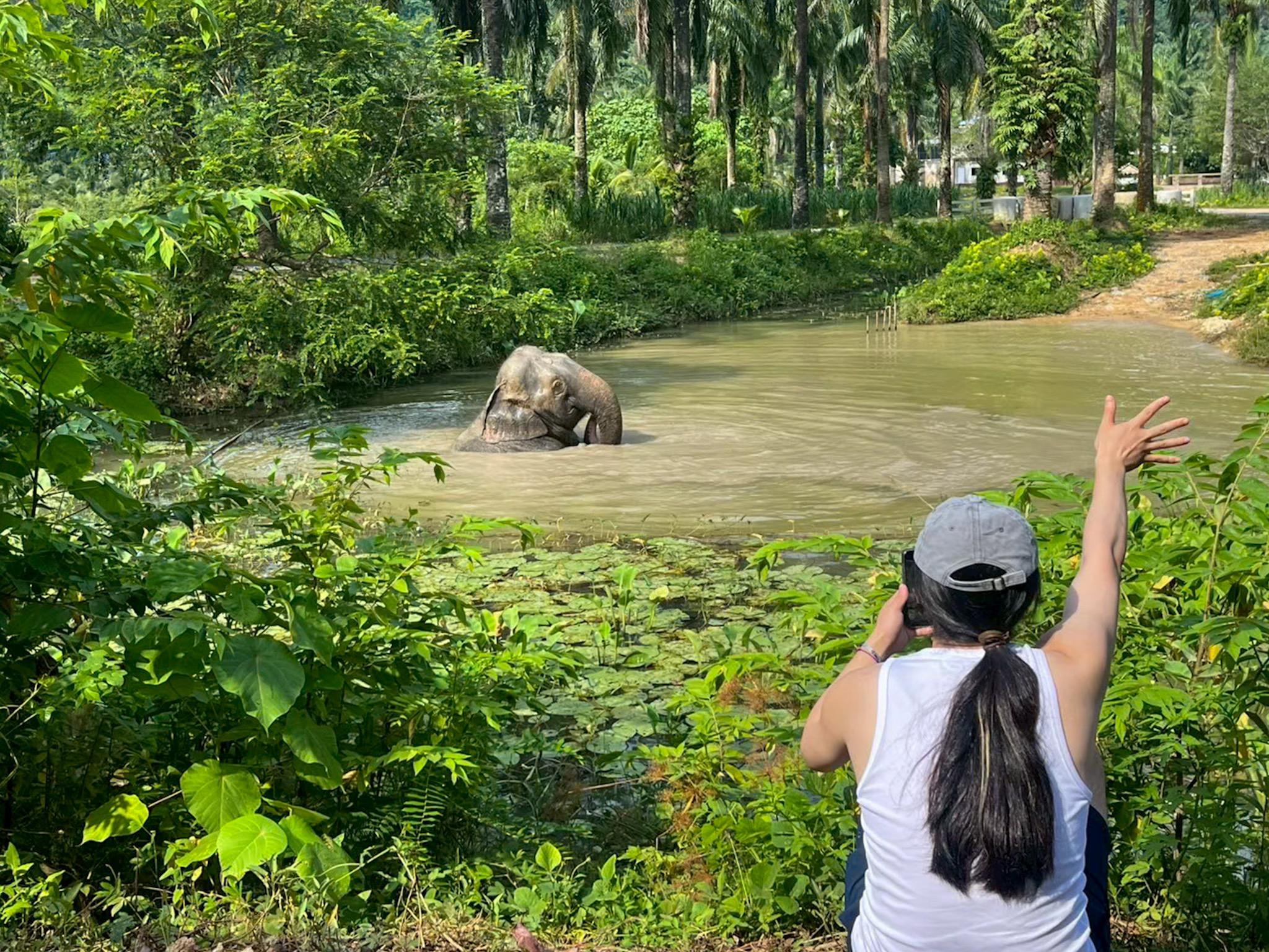 Krabi Ethical Elephant Sanctuary: Observe, Feed & Walk (No Touching)