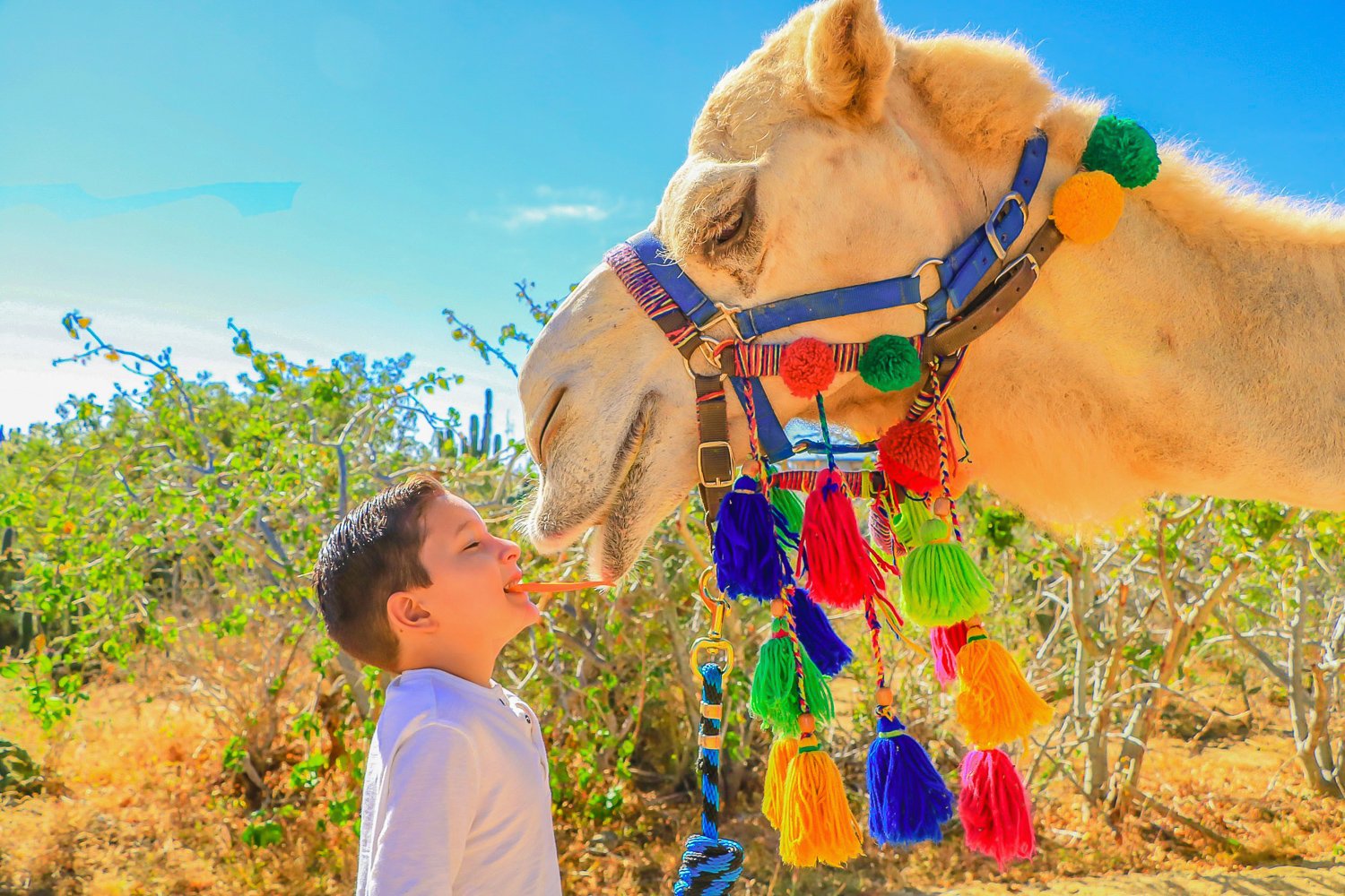 Cabo San Lucas Camel Safari with Lunch & Tequila Tasting