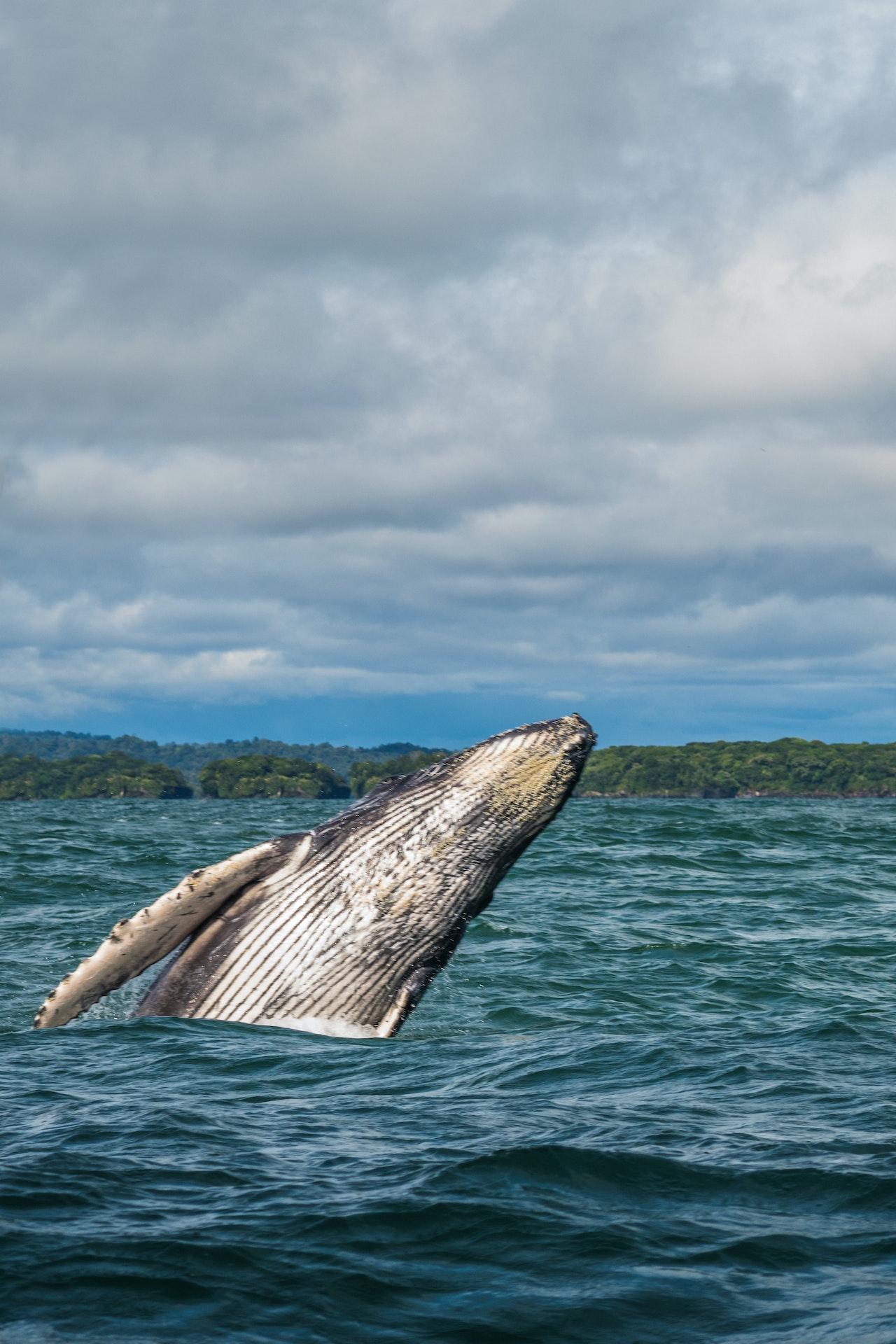 Hermanus Whale Watching Marine Safari