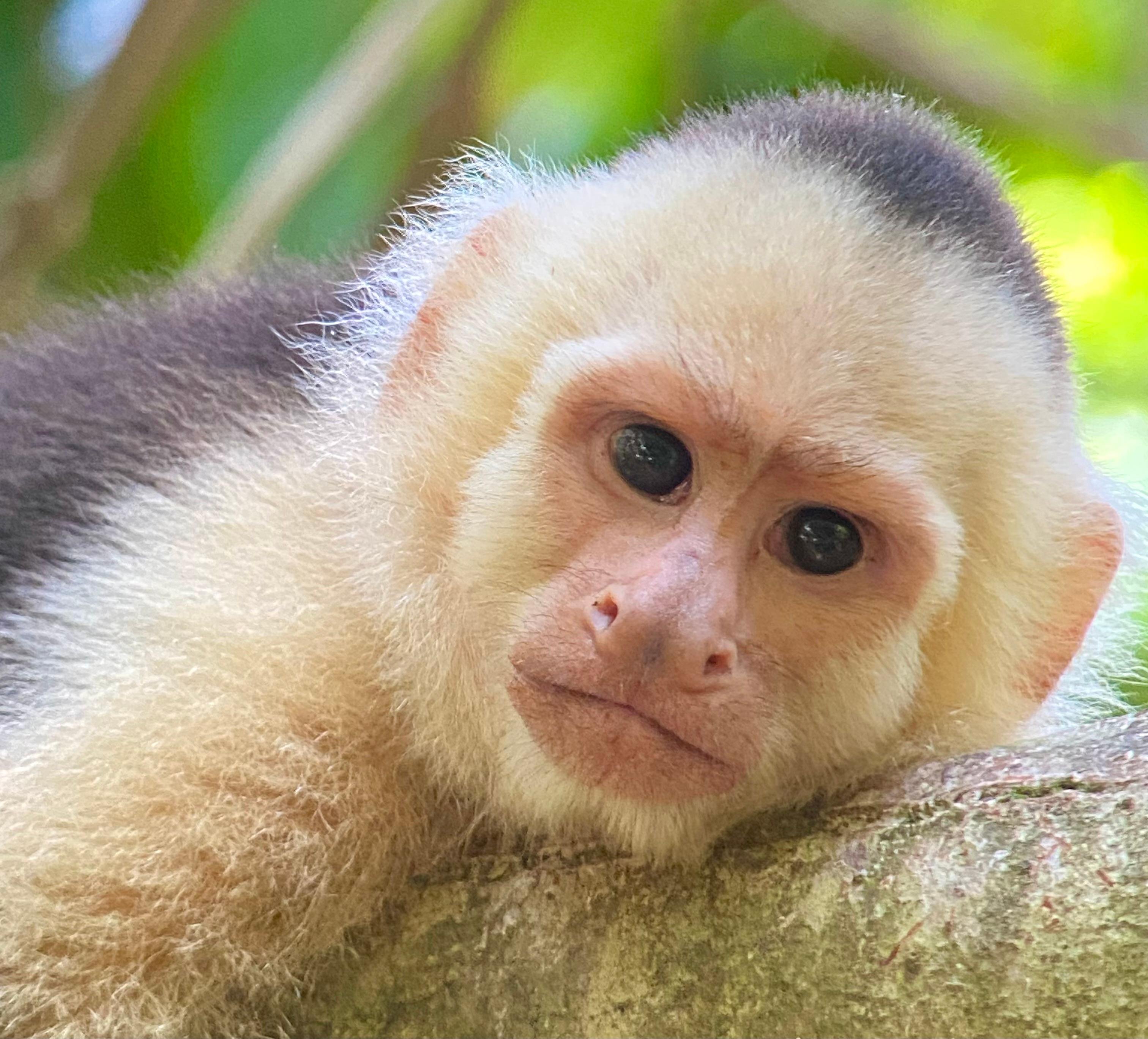 Manuel Antonio National Park: Naturalist-Led Wildlife Walking Tour