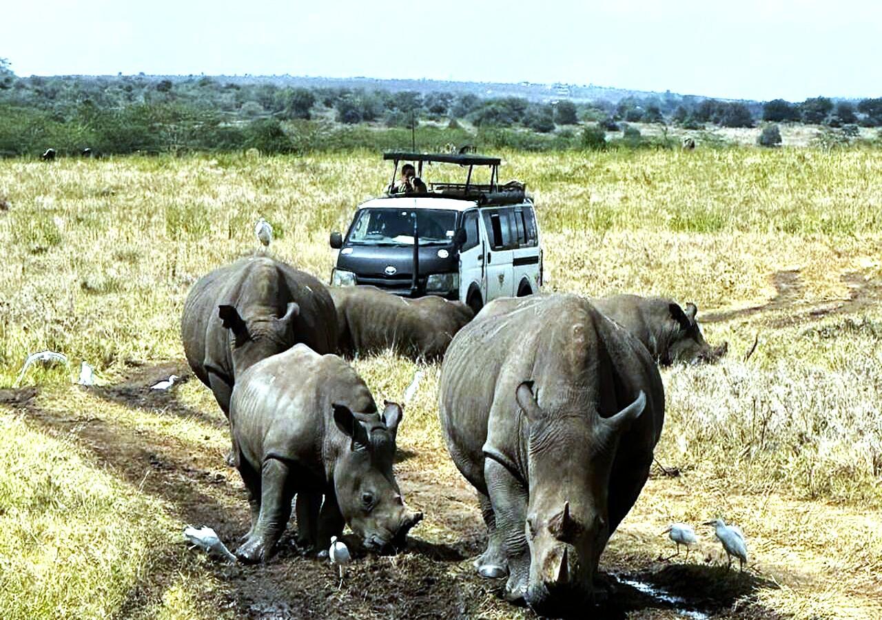 Nairobi National Park 5-Hour Guided Safari