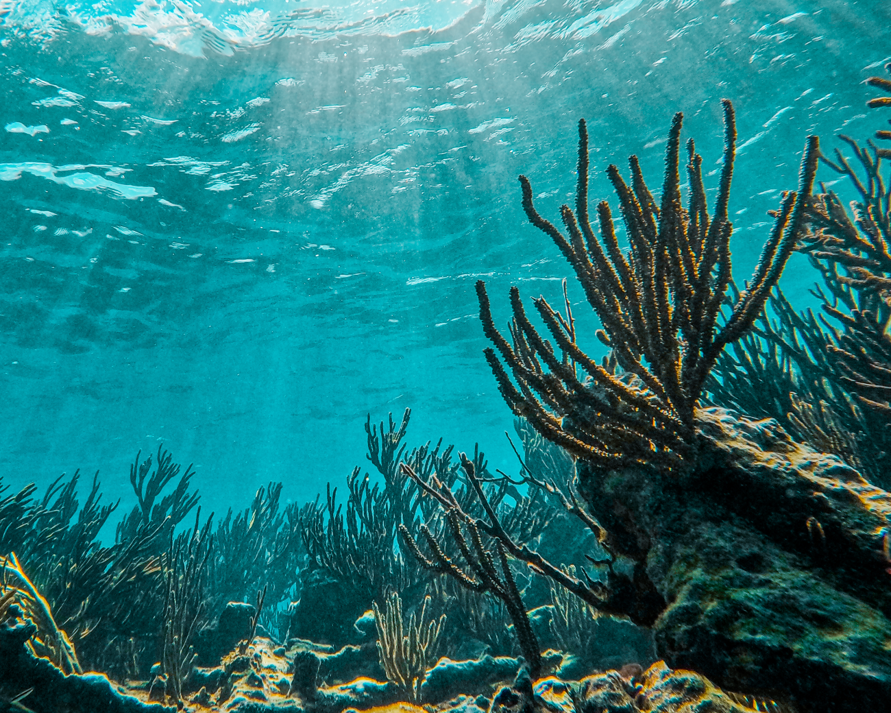 Tulum Paradise Reef Snorkeling Adventure