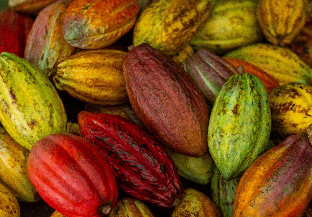 Don Juan Coffee & Chocolate Experience