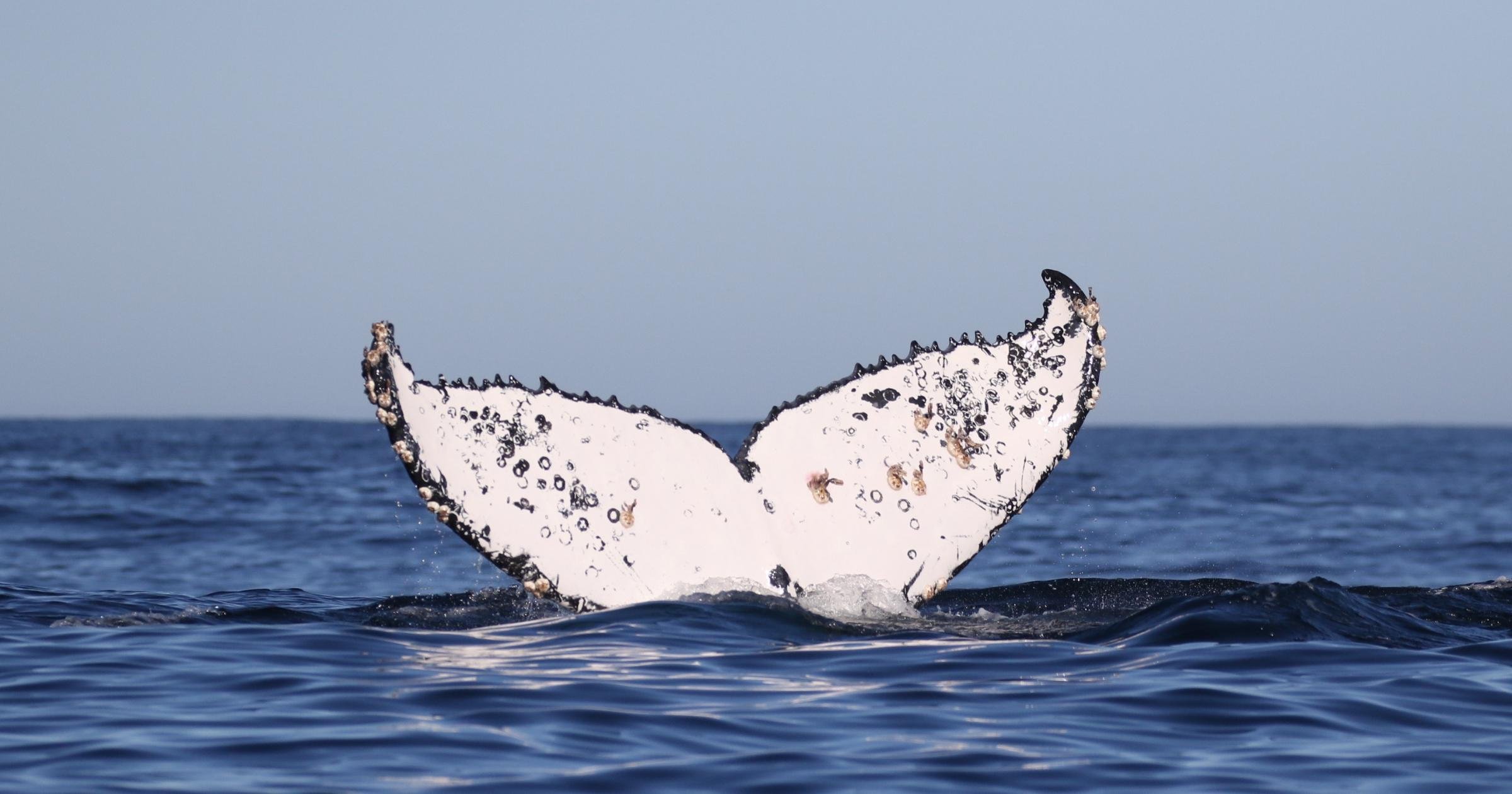 Cape Town Shark Cage Diving – False Bay Ocean Safari