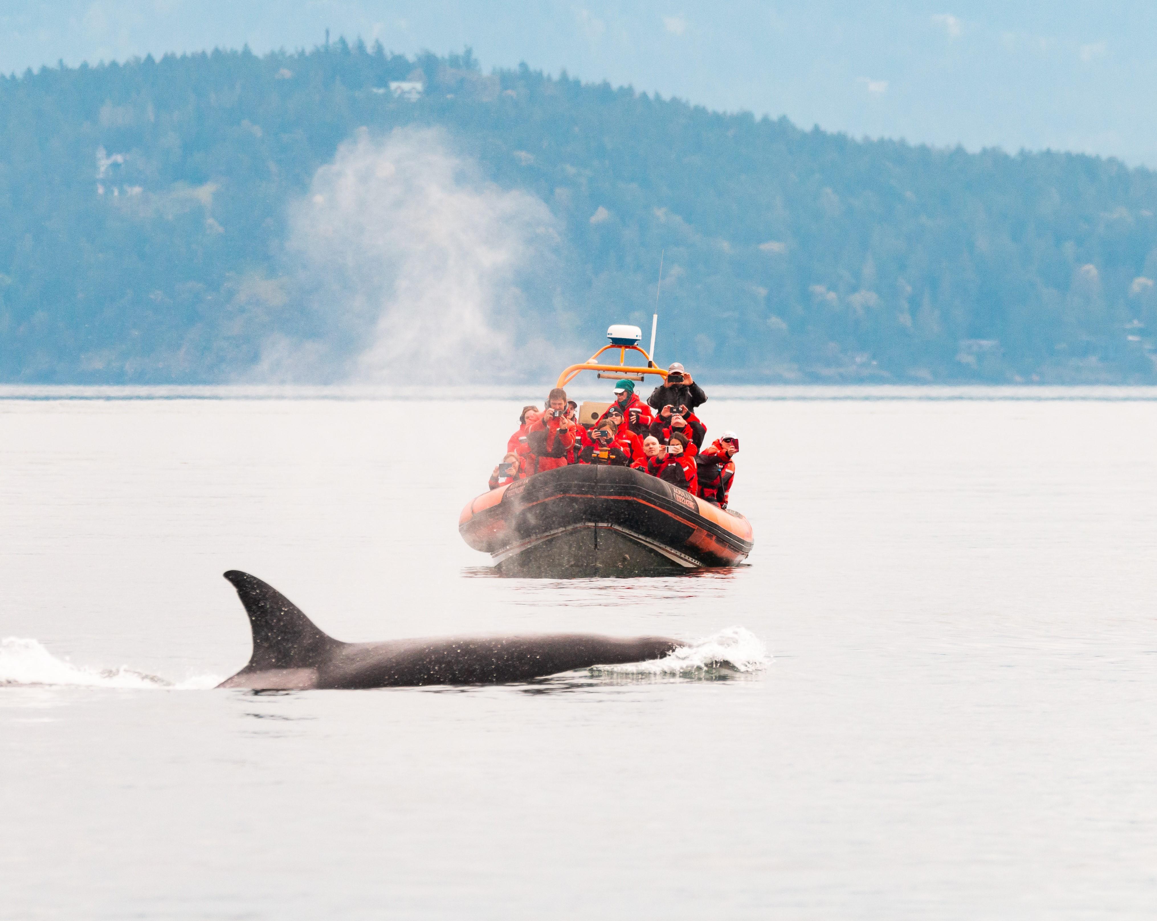 Gulf Islands whale watching from Victoria — orcas and wildlife in the Salish Sea — image 1