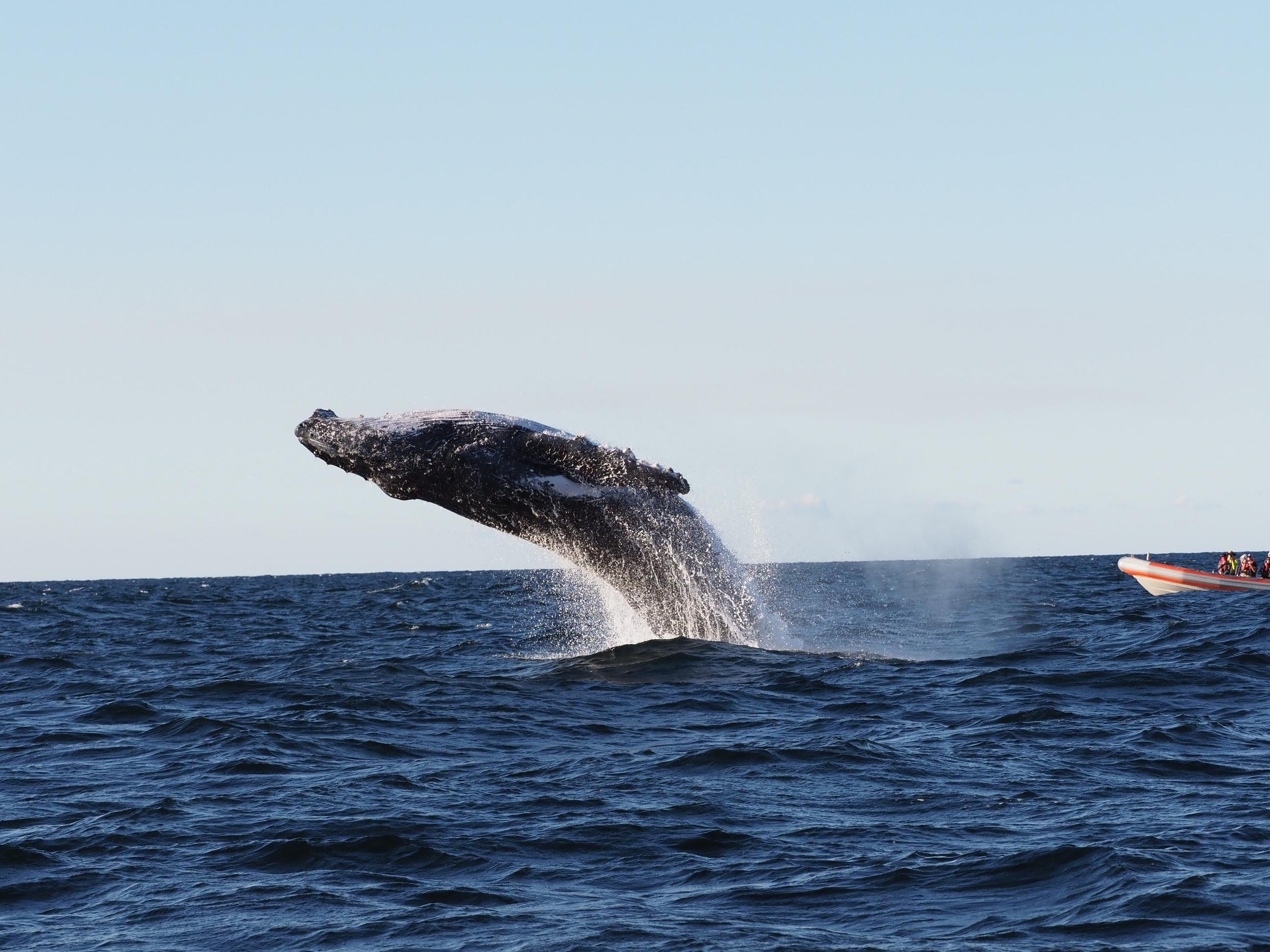 Gold Coast: Whale Watching