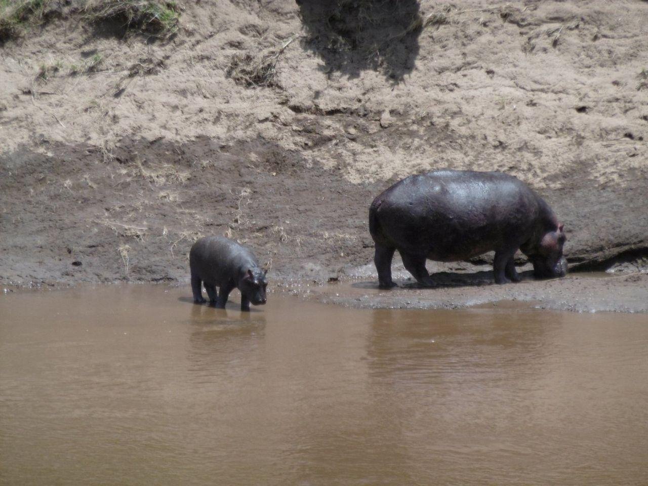 3-Day Maasai Mara Shared Jeep Safari from Nairobi