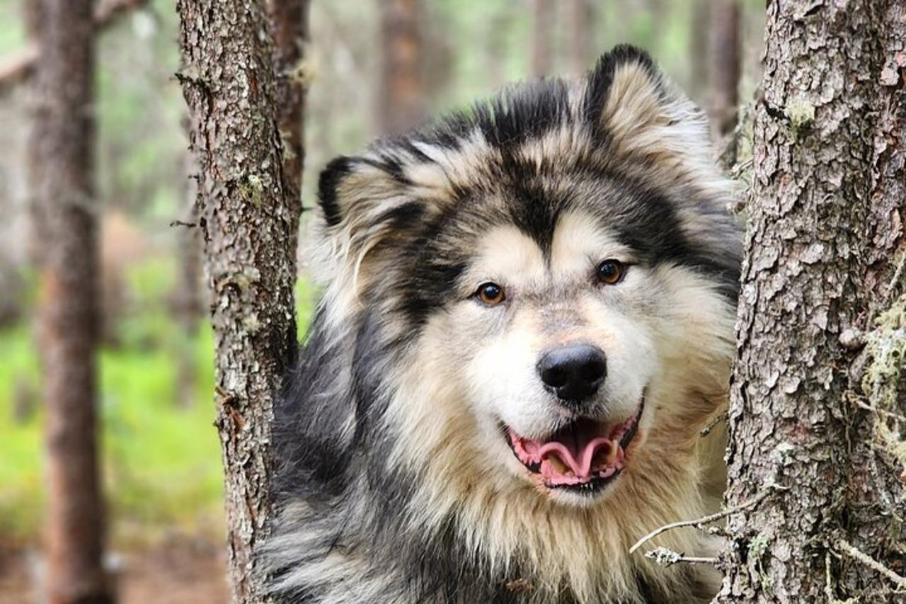 Summer Sled Dog ATV Adventure in Fairbanks