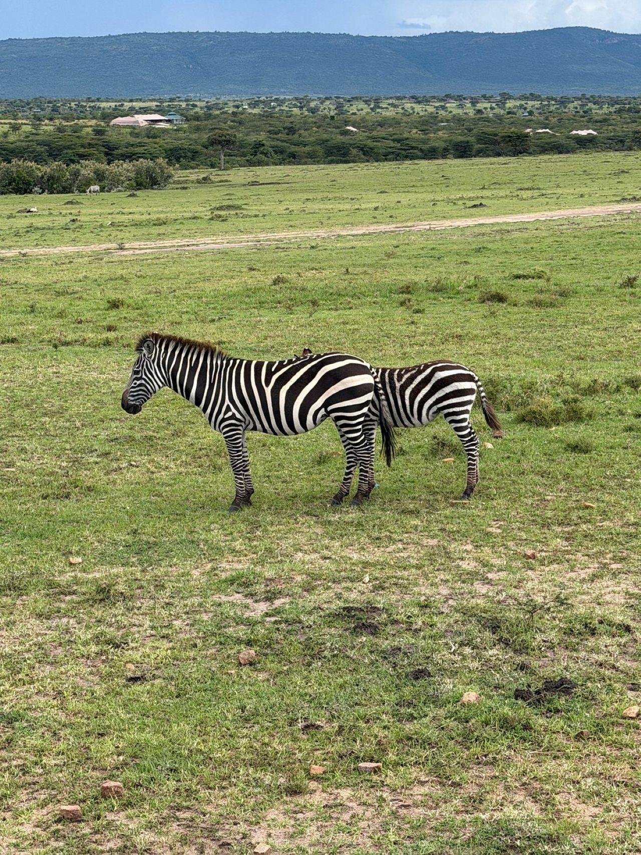 3-Day Maasai Mara Shared Jeep Safari from Nairobi
