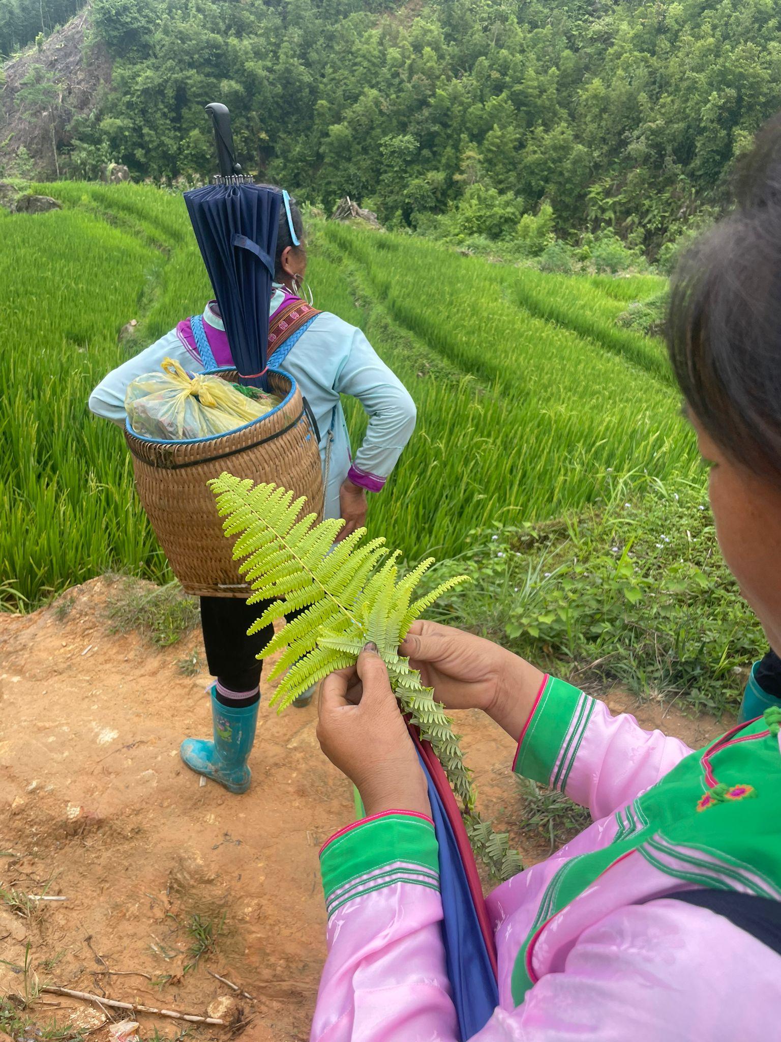 Sapa 2-day trek — Muong Hoa Valley rice terraces and ethnic-minority villages — image 10