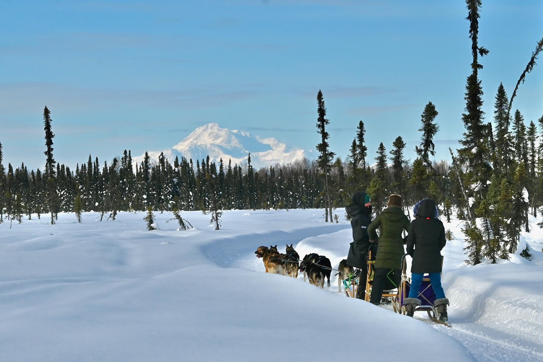 dog sledding in Talkeetna — Winter Dog Sled Tour Day or Night Mush! - 2026 (Verified Reviews)