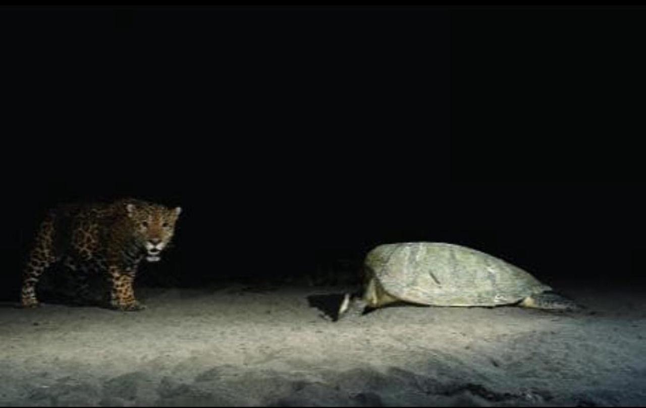 Tortuguero 2-Day Eco Adventure: Canoe, Jaguar Trail, Night Walk & Turtle Nesting