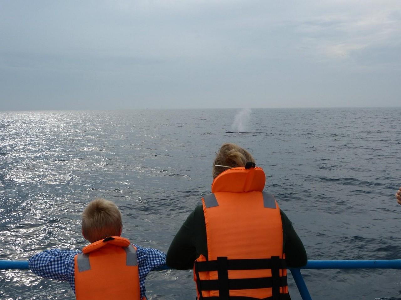 Mirissa Whale & Dolphin Watching Expedition
