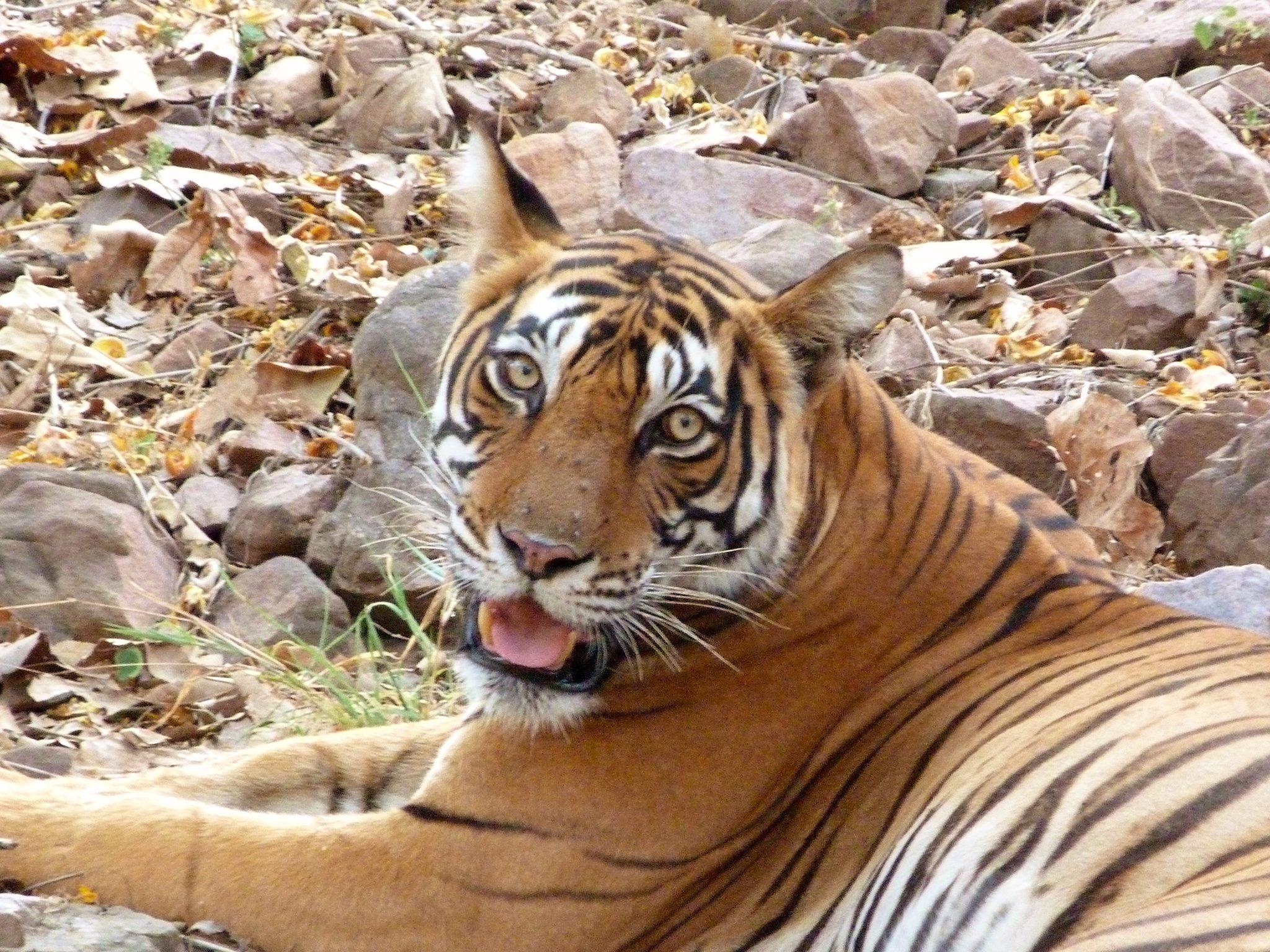 Ranthambore Tiger Reserve Day Safari from Jaipur