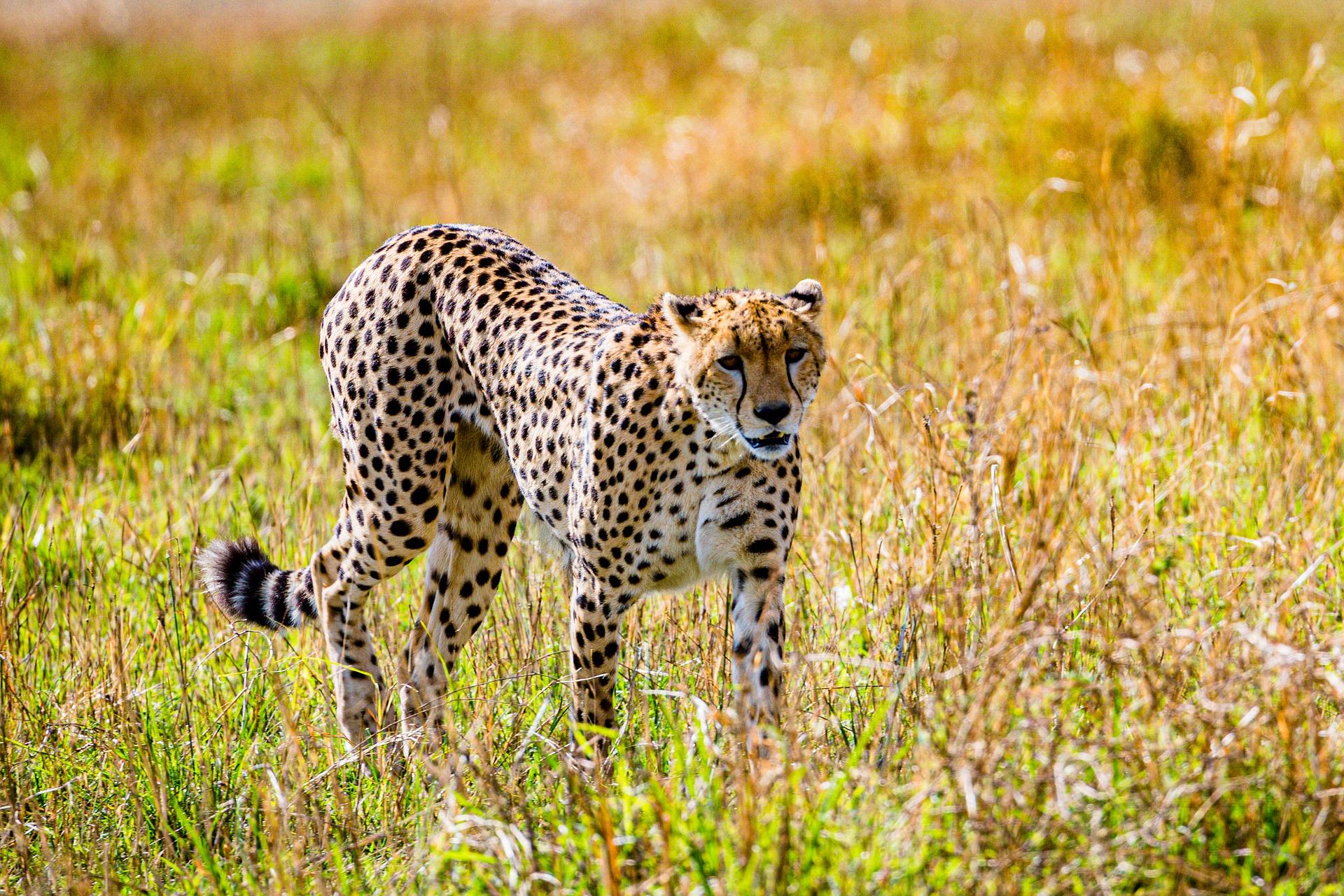 3-Day Maasai Mara Shared Jeep Safari from Nairobi