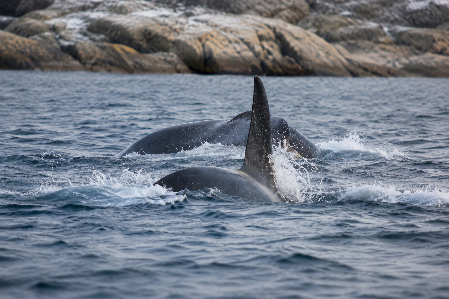 Tromsø: Skjervøy RIB Whale Watching Tour