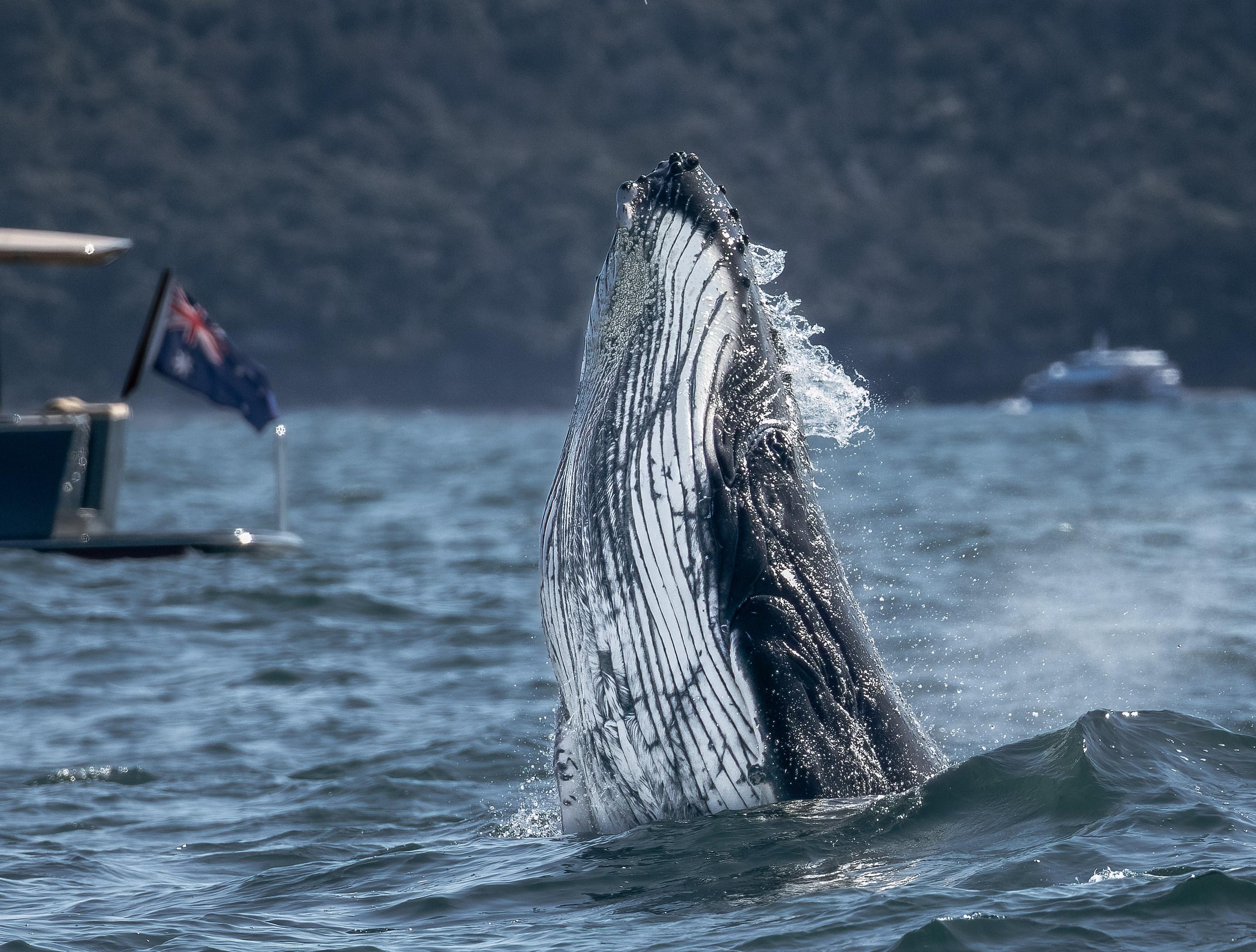 Sydney: Ocean Whale Watching Experience
