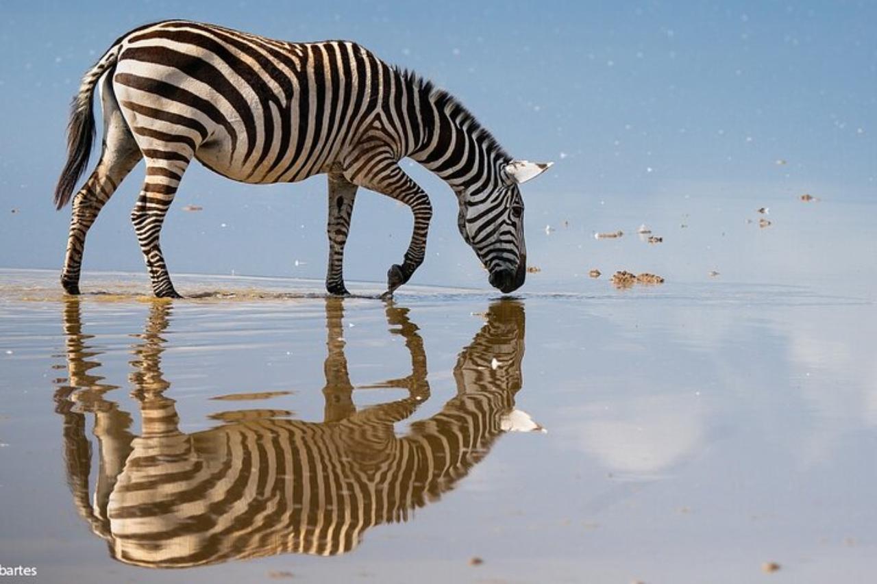 Nairobi National Park Half-Day Safari with Game Drive