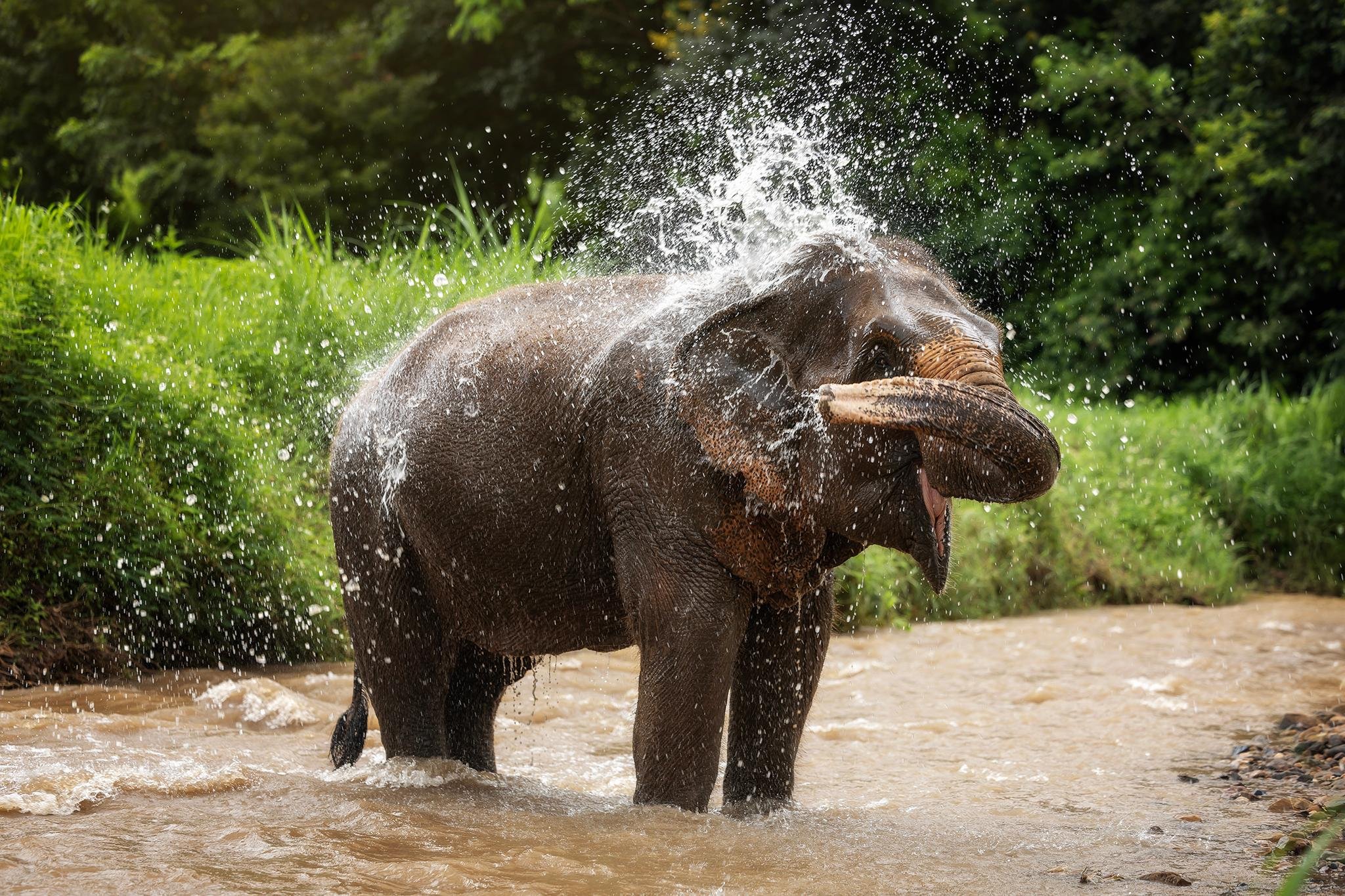 Elephant Jungle Sanctuary Experience with Lunch