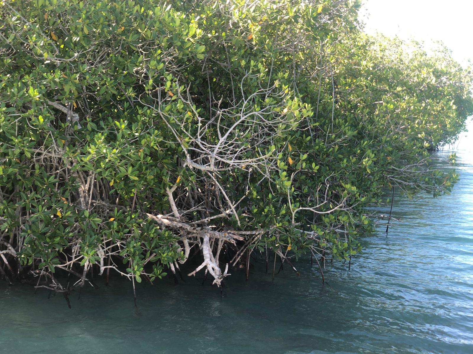 Saona Island Small-Group Escape with Lunch & Natural Pool