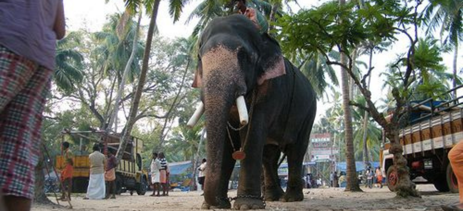 5-Day Kerala Escape: Munnar, Thekkady & Alleppey