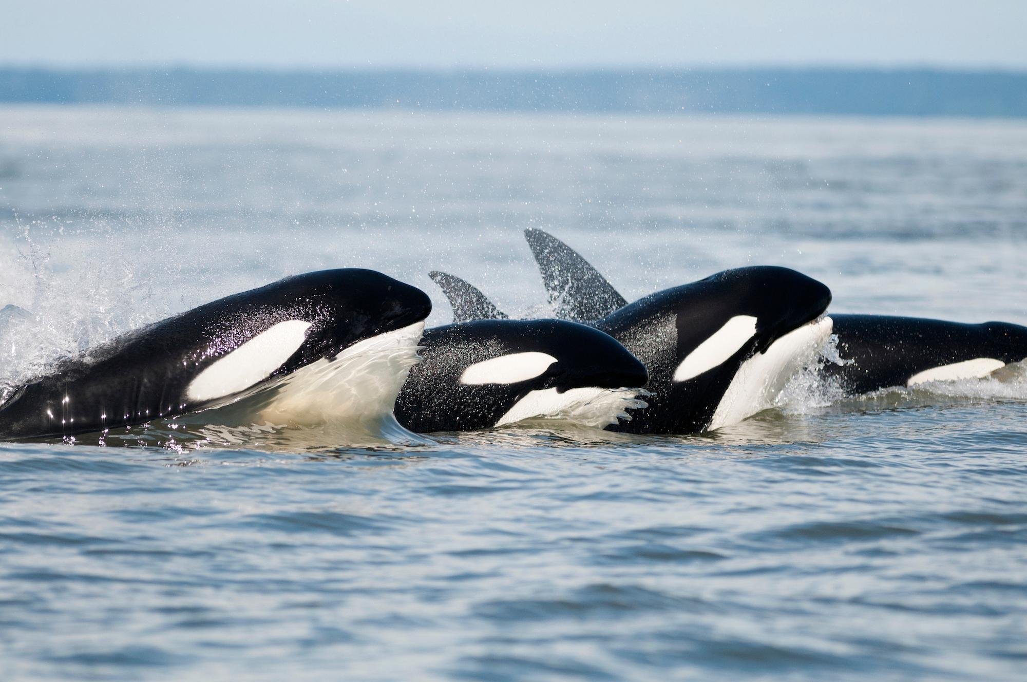 Parksville Whale & Wildlife Ocean Safari