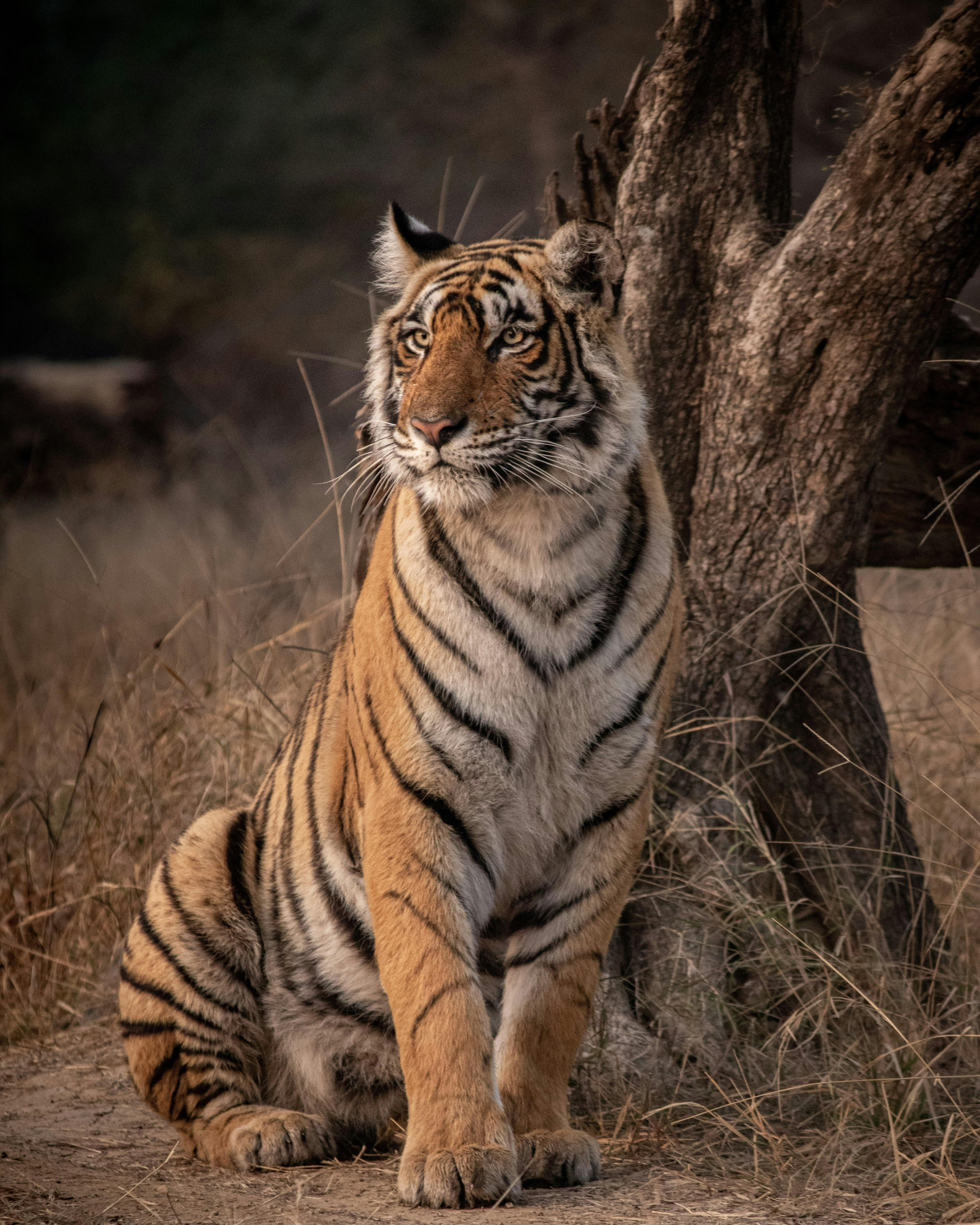 Jaipur to Agra Transfer with Ranthambore Tiger Safari