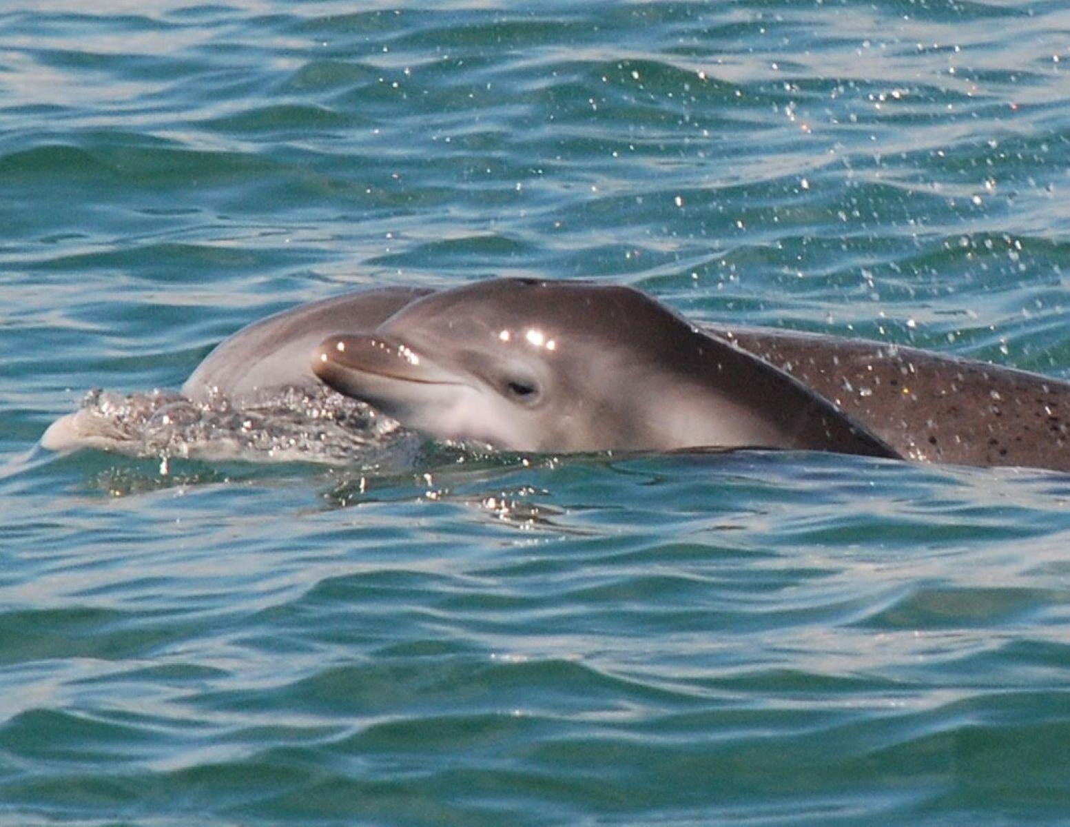 Murrells Inlet Dolphin Watching Boat Adventure