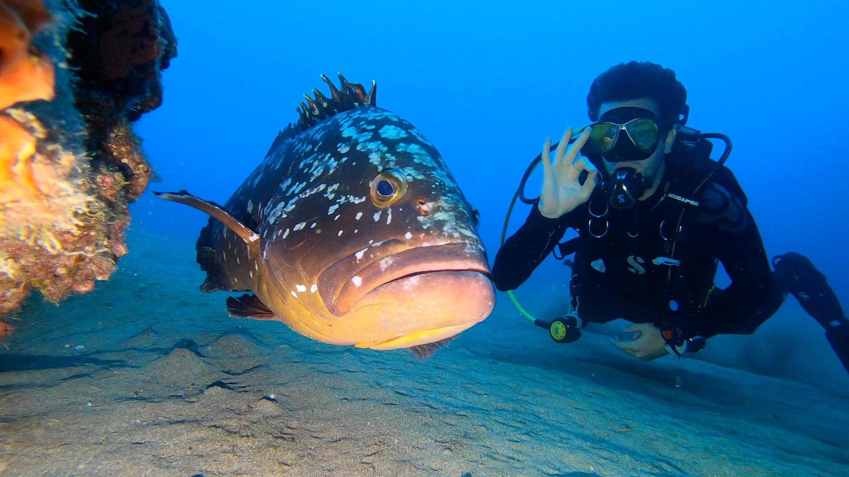 Discover Scuba Diving Experience in Lanzarote with Complimentary Photos