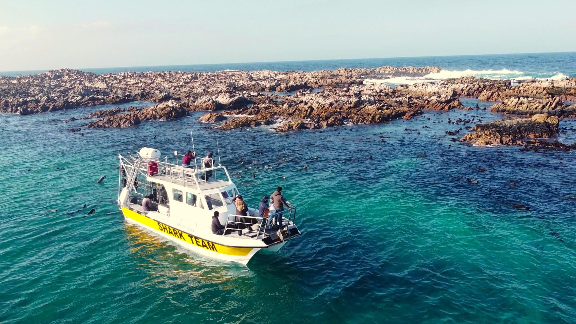 Shark Cage Diving from Cape Town or Hermanus – White Shark Projects