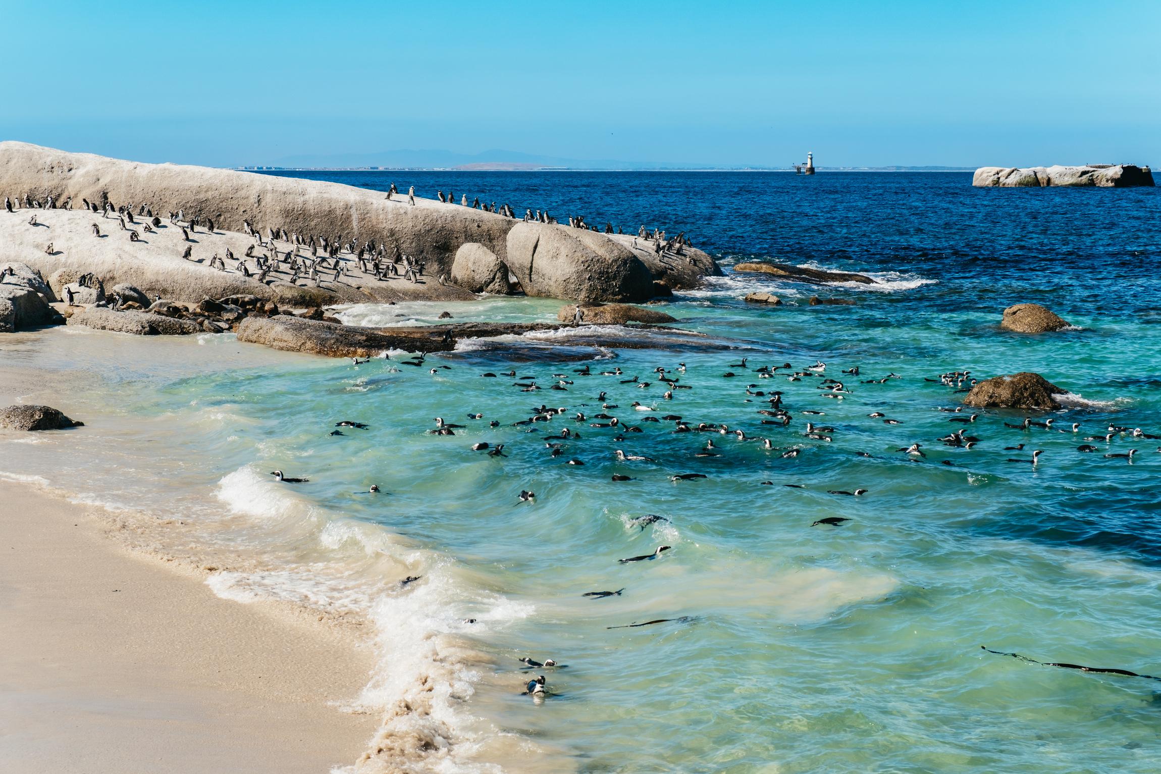 Cape Peninsula & Boulders Penguin Colony Full-Day Tour