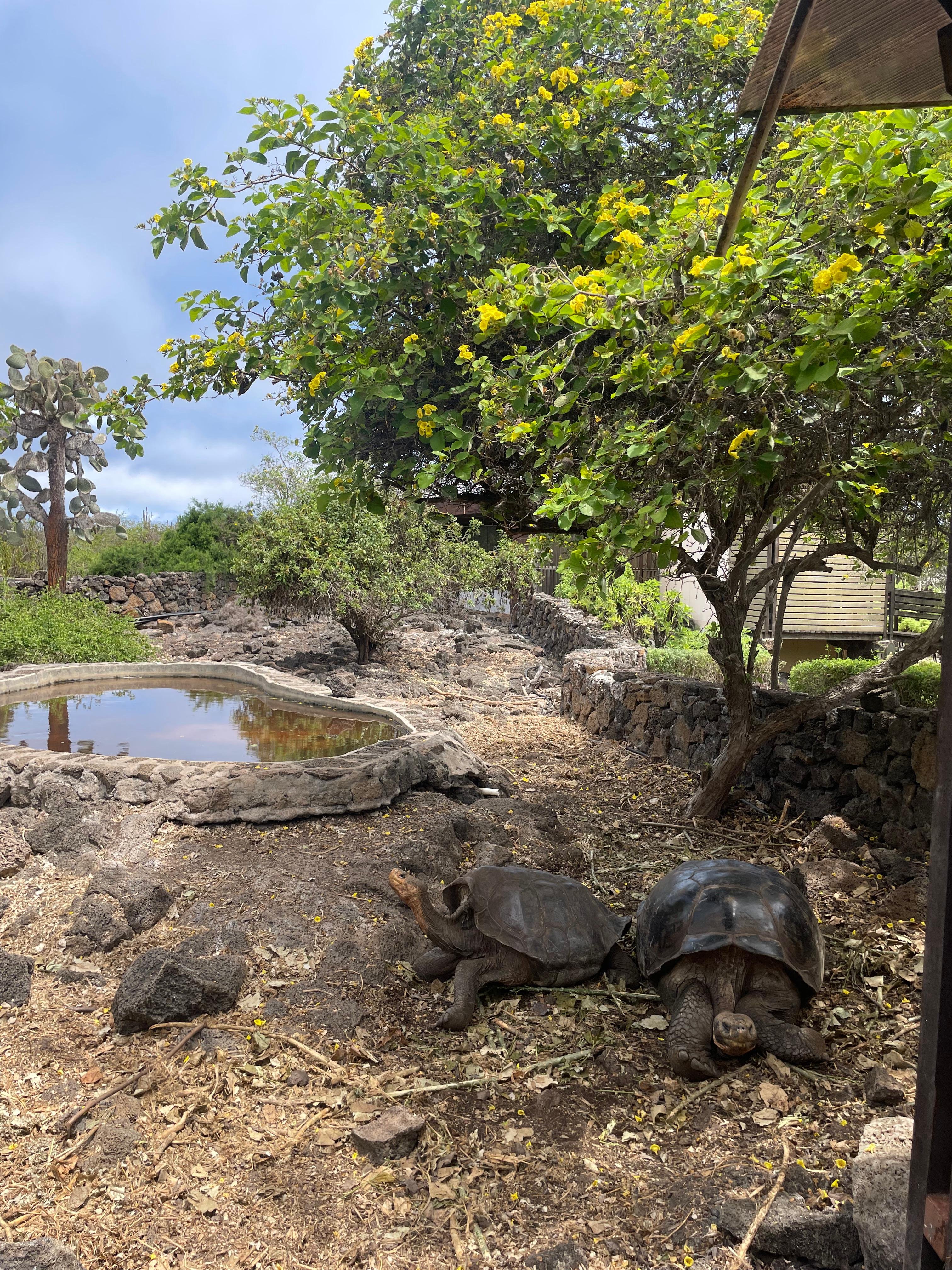 San Cristóbal Highlands & Giant Tortoise Encounter