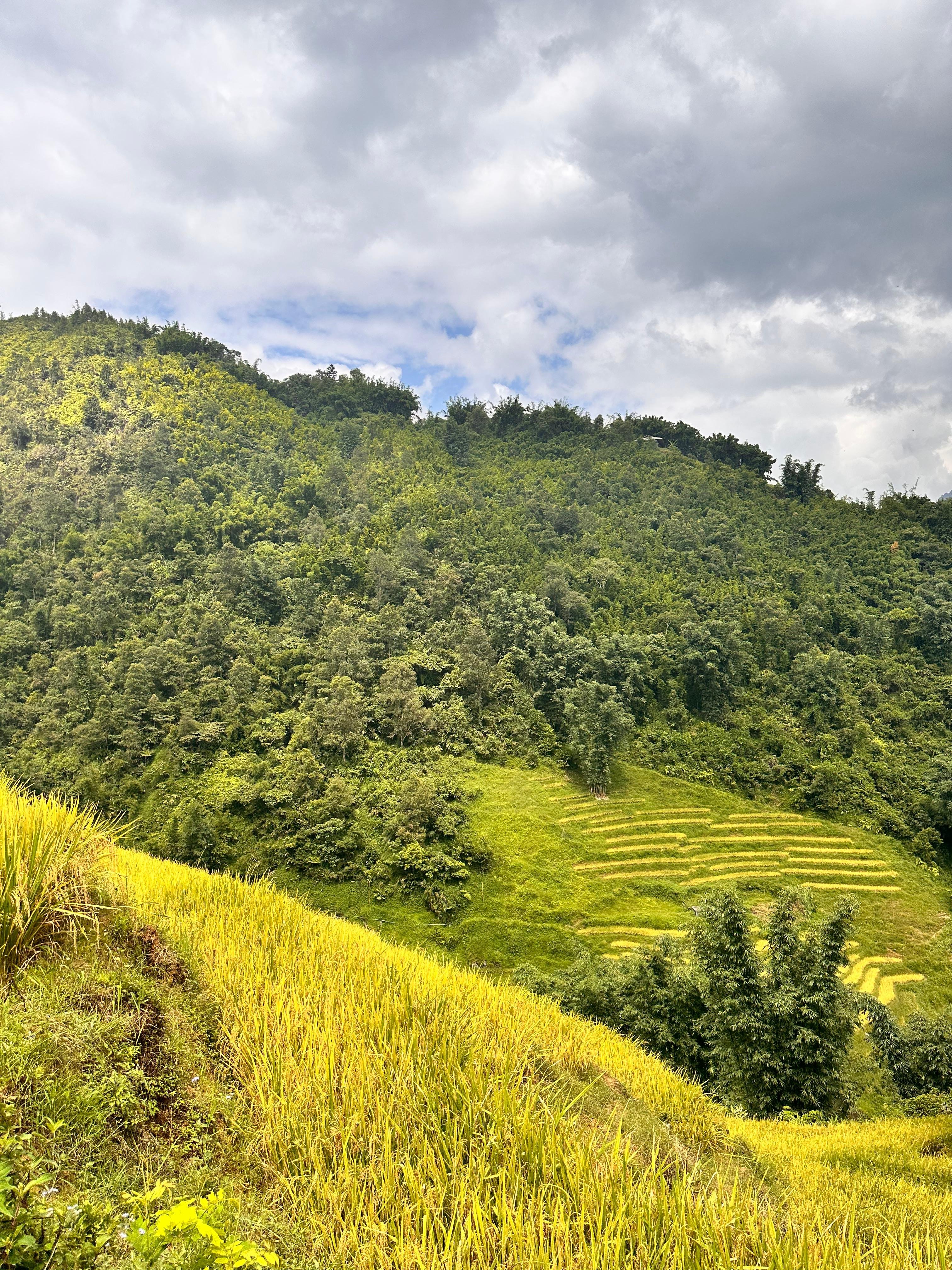 Sapa 2-day trek — Muong Hoa Valley rice terraces and ethnic-minority villages — image 39