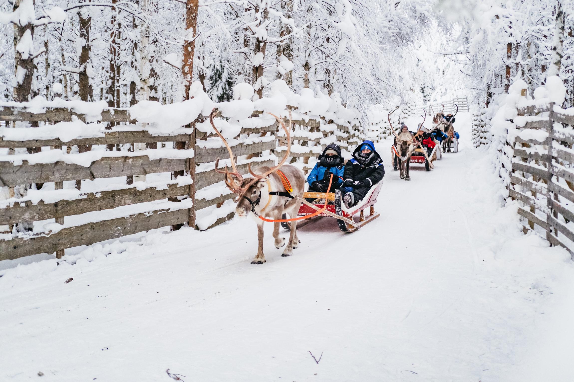 Rovaniemi Snowmobile Safari & Arctic Wildlife Day Tour