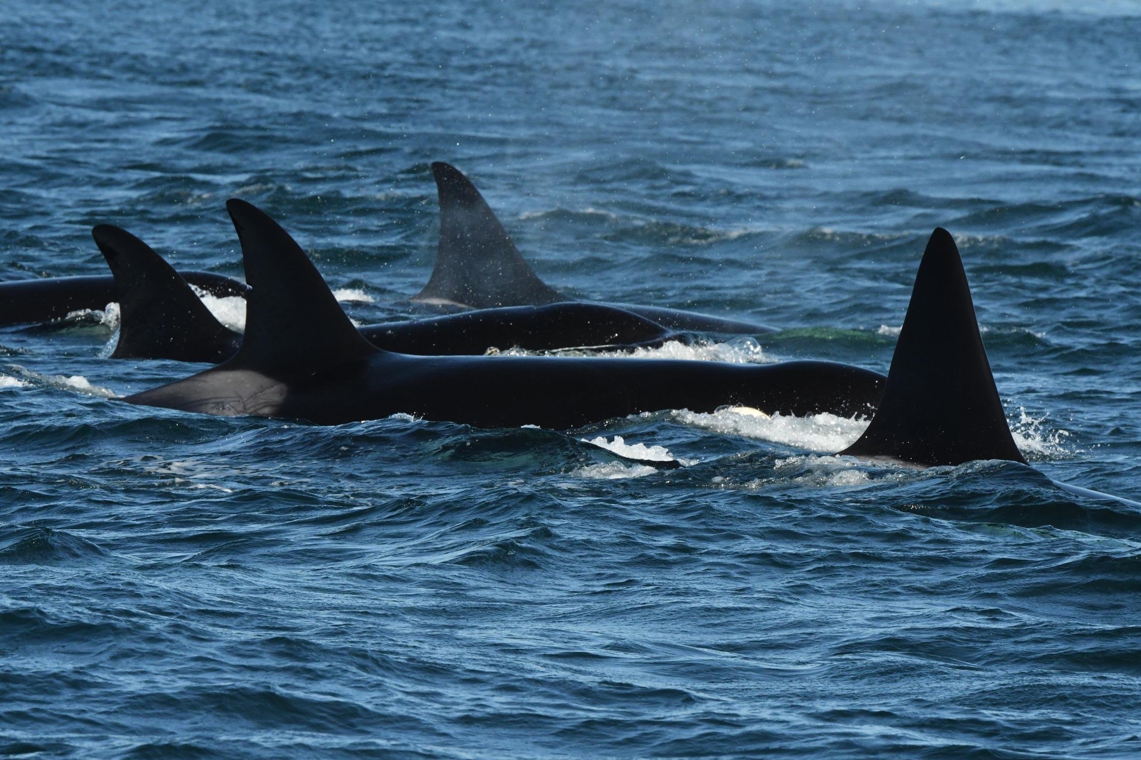 Anacortes Zodiac Whale Watching Expedition