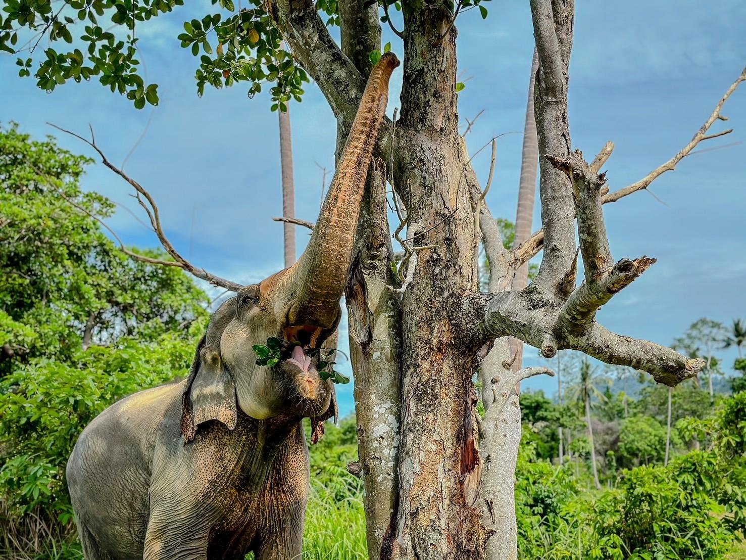 Samui Elephant Home: Ethical Sanctuary Visit & Conservation
