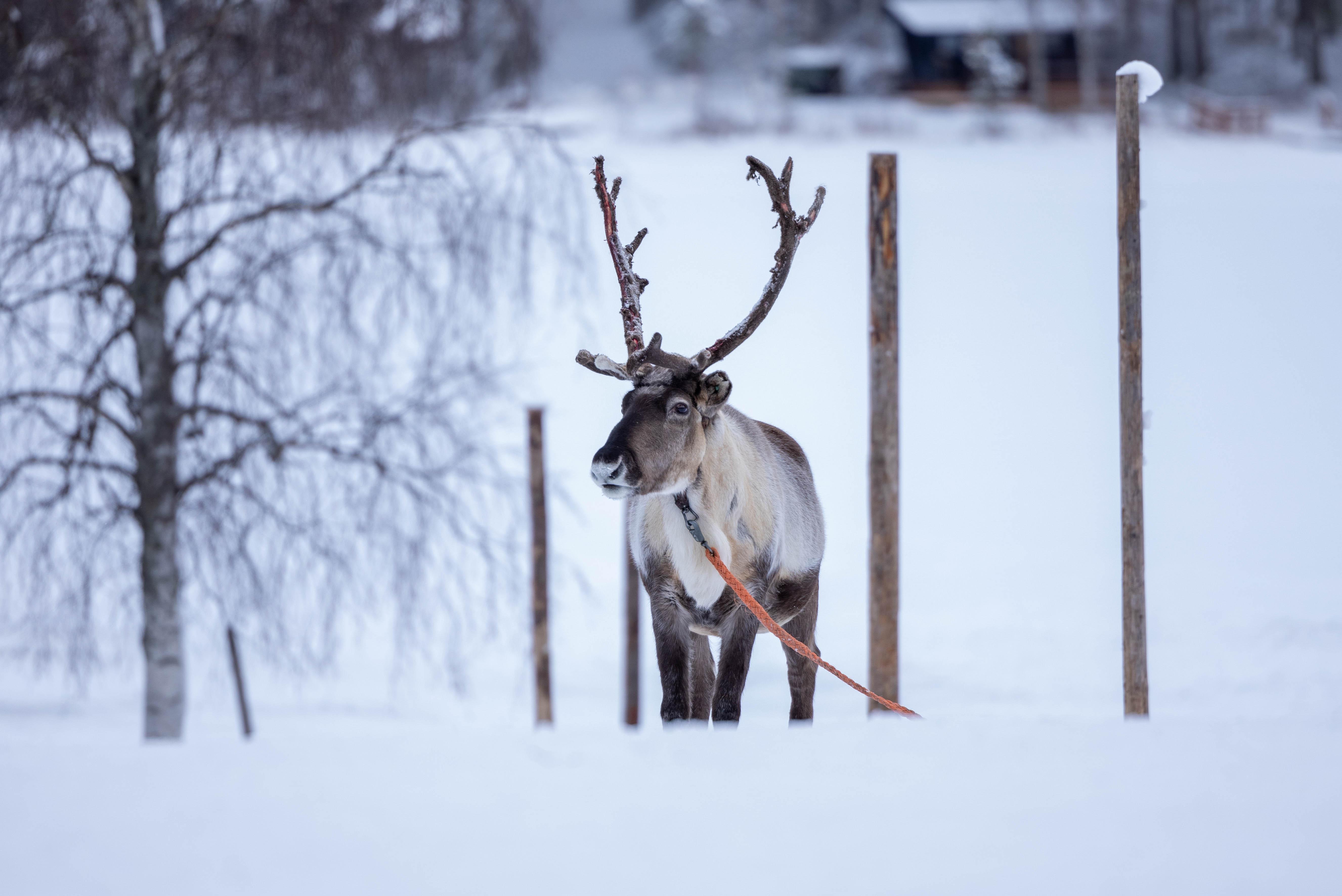 Rovaniemi Reindeer Farm & Sleigh Ride Experience