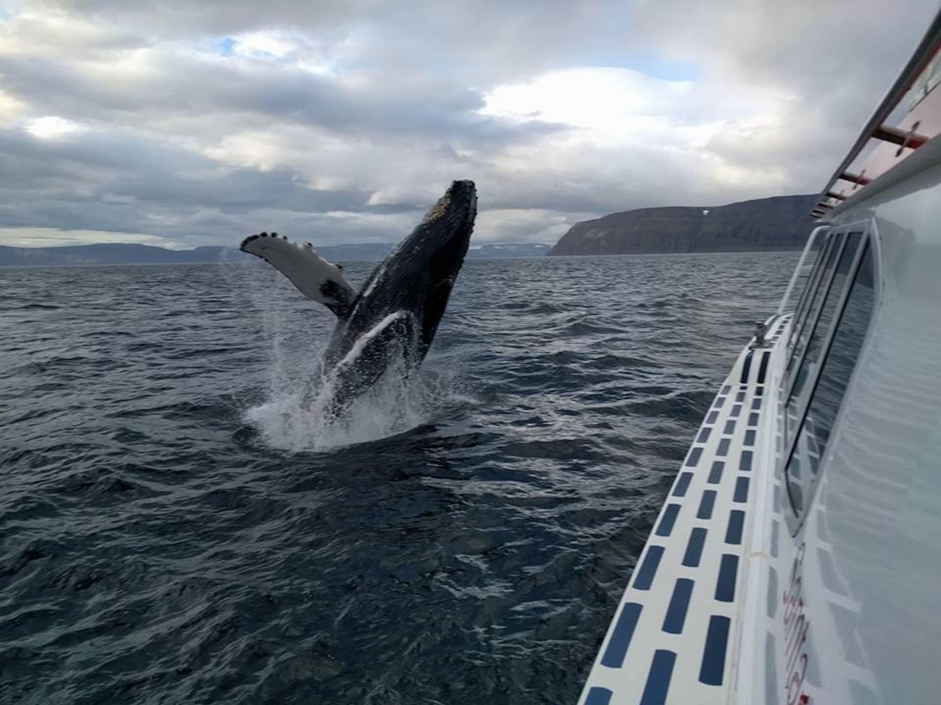 Westfjords Whale Watching from Ísafjörður