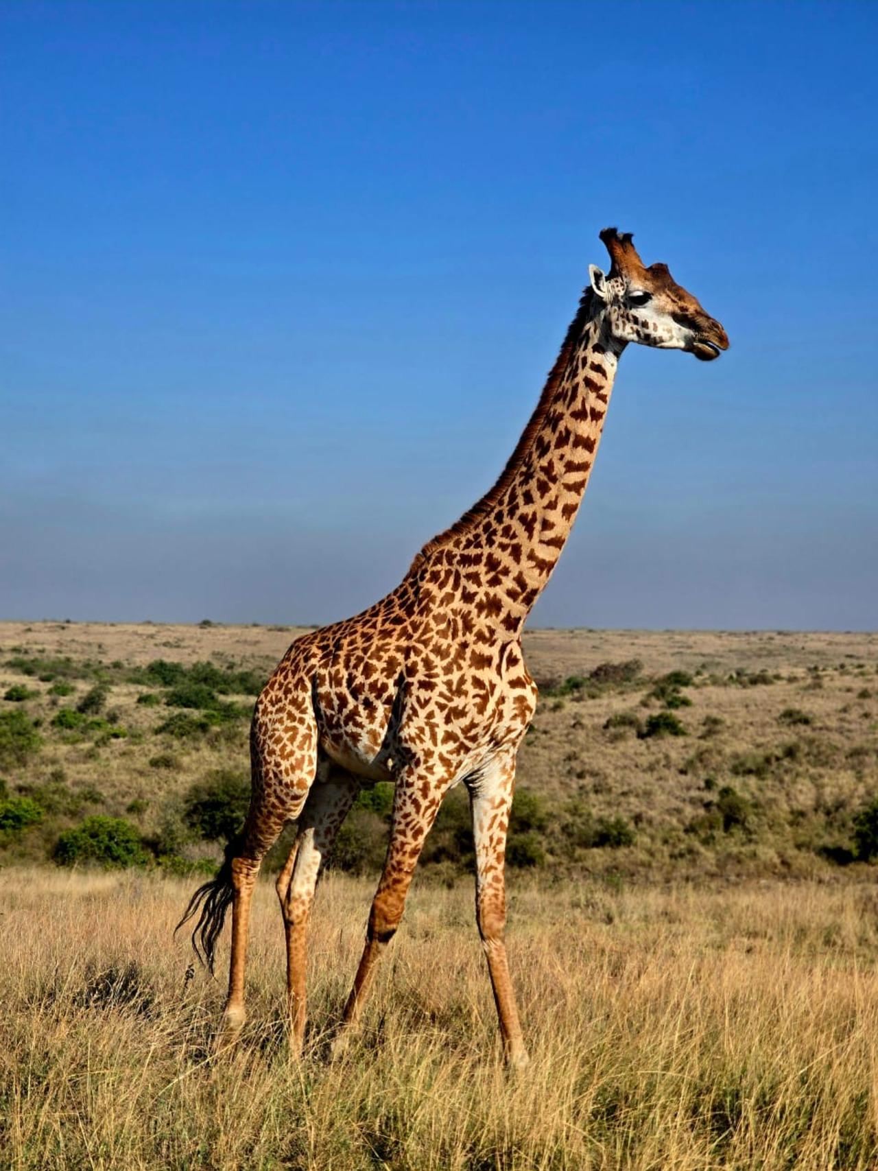Nairobi National Park Half-Day Wildlife Safari