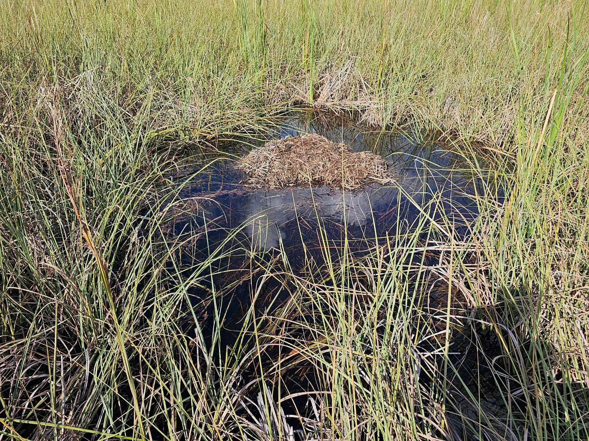 Everglades Airboat Adventure with Miami Transportation