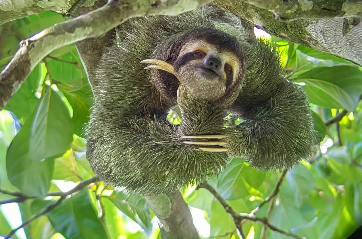 Guided walk in Manuel Antonio National Park, Costa Rica — image 39
