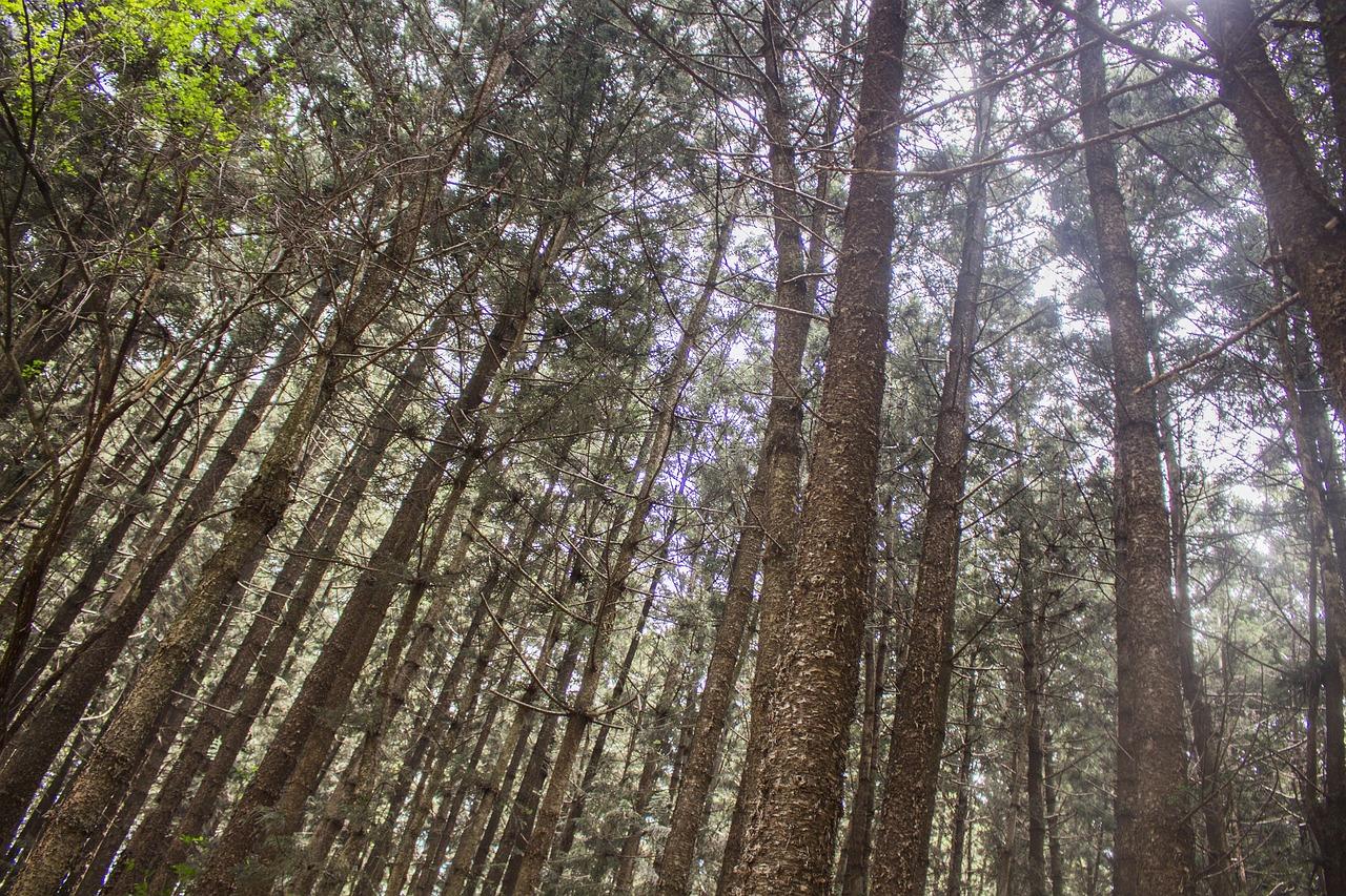 Karura Forest Nature Hiking Expedition