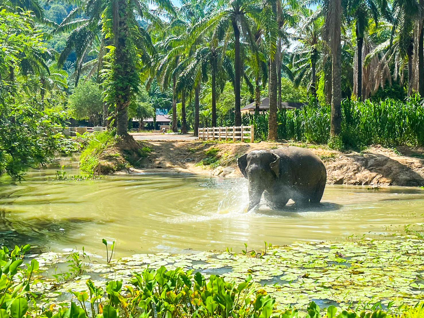 Krabi Ethical Elephant Sanctuary: Observe, Feed & Walk (No Touching)