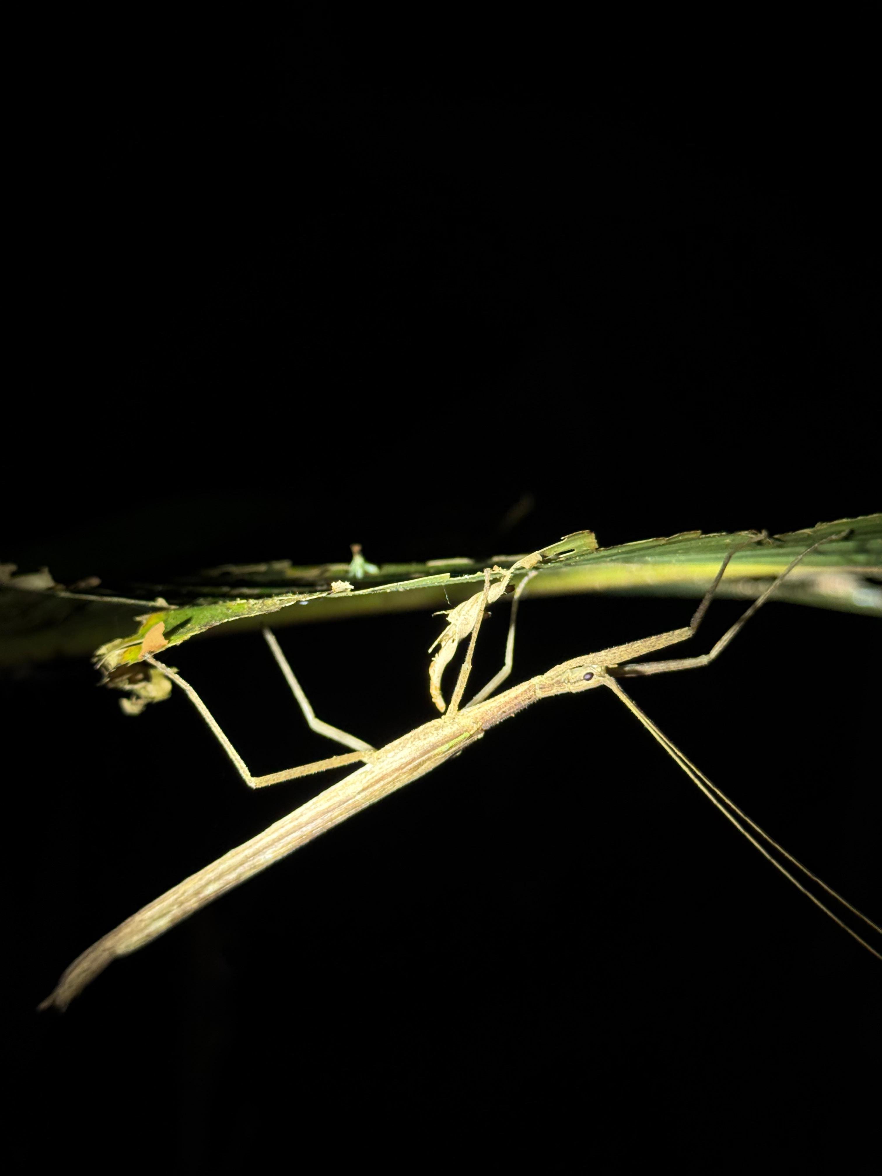 Manuel Antonio Night Wildlife Walk with Expert Naturalist