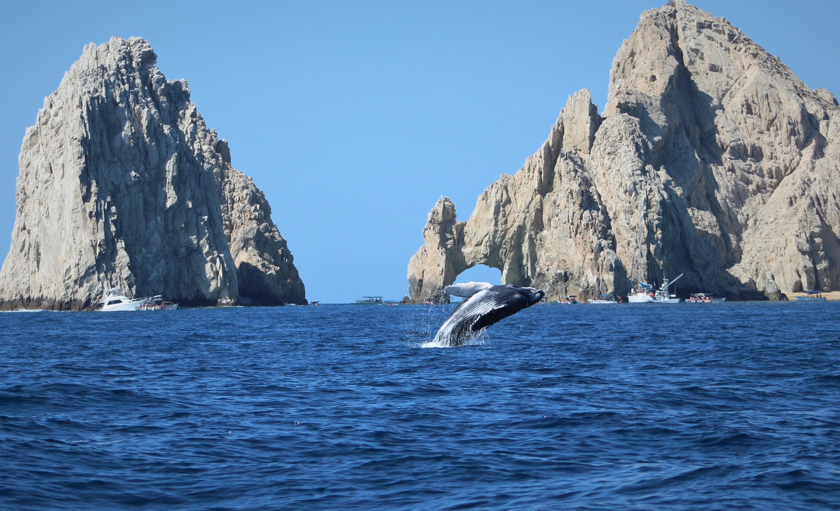 Cabo Whale Watching with All-Female Crew & Marine Biologist