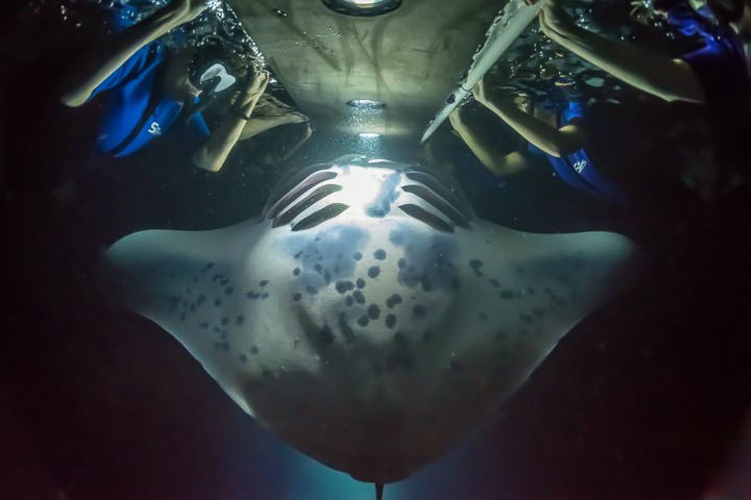 Big Island: Night Swim with Manta Ray with Hot Chocolate - 2026 (Verified Reviews)